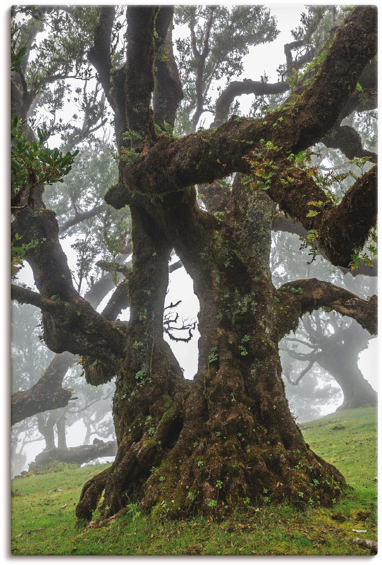 Artland Wandbild "Alter Lorbeerbaum", Bäume, (1 St.), als Leinwandbild, Poster in verschied. Größen von Artland