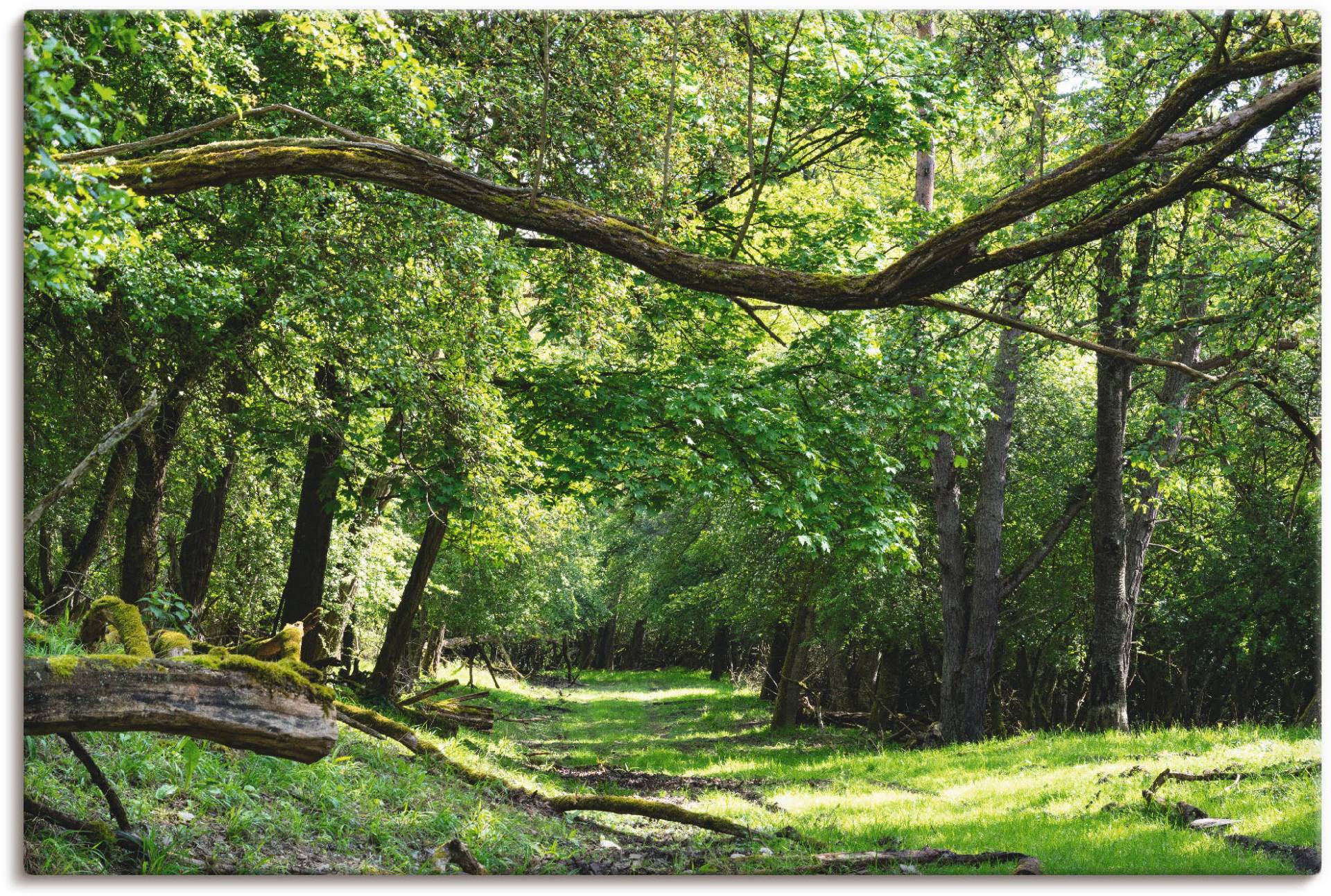 Artland Wandbild "Auf grünem Weg durch den grünen Wald", Wald, (1 St.), als Alubild, Outdoorbild, Leinwandbild, Poster in verschied. Größen von Artland