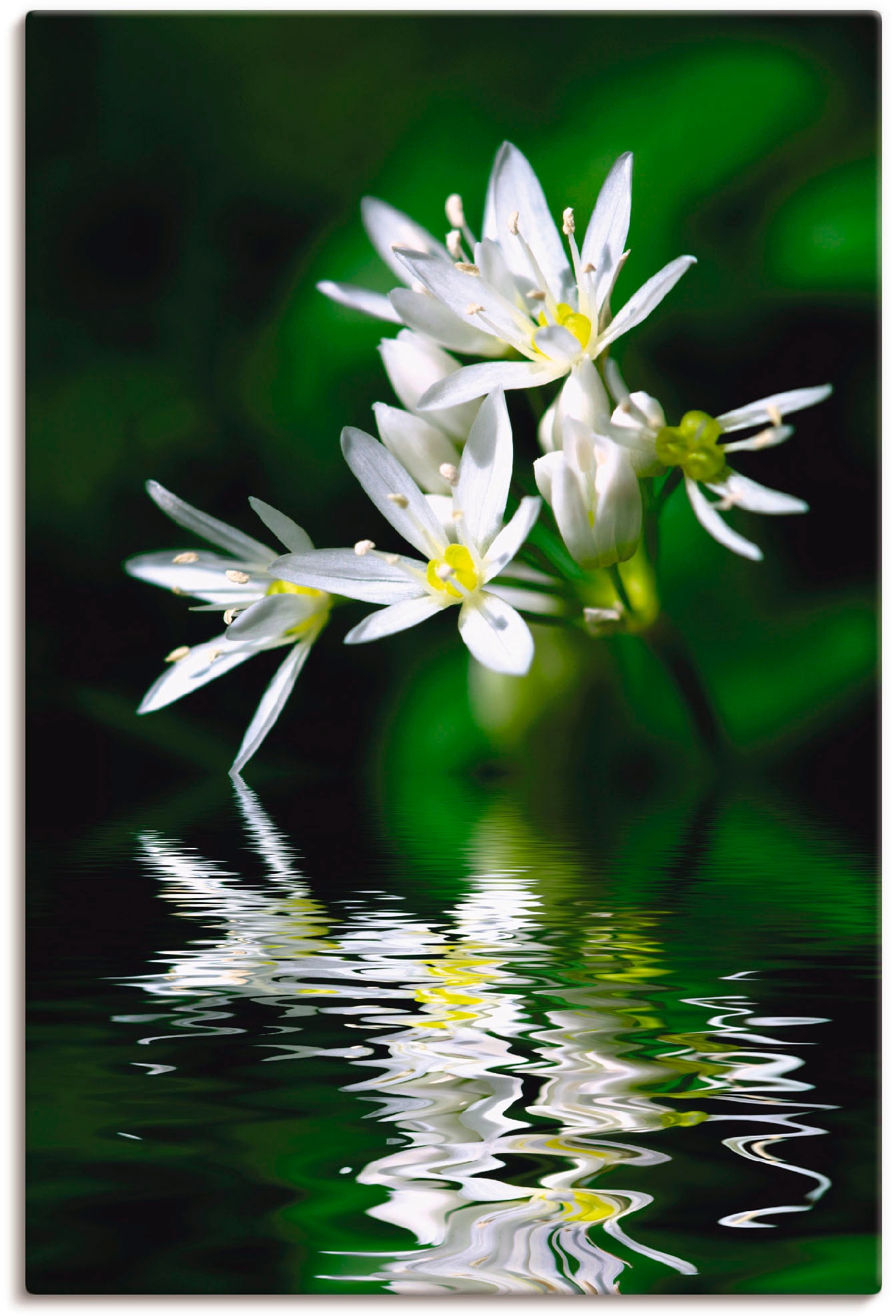 Artland Wandbild "Bärlauchblüten mit Wasserspiegelung", Lebensmittel, (1 St.), als Leinwandbild, Poster in verschied. Größen von Artland