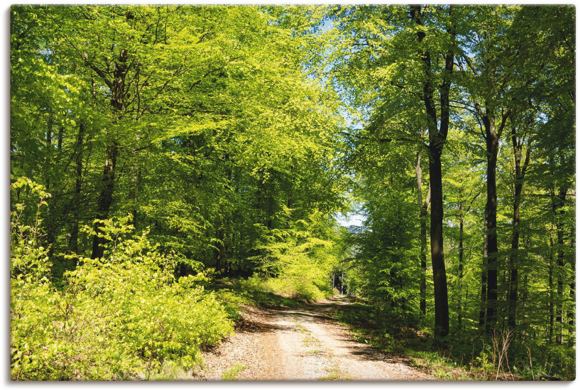 Artland Wandbild "Blauer Himmel über dem Wald im Mai", Wald, (1 St.), als Leinwandbild, Poster in verschied. Größen von Artland