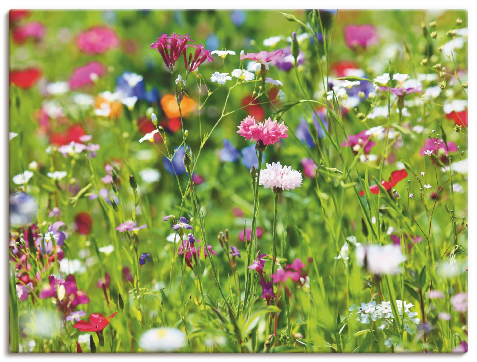 Artland Wandbild "Blumenwiese I", Blumenwiese, (1 St.), als Leinwandbild, Poster in verschied. Größen von Artland