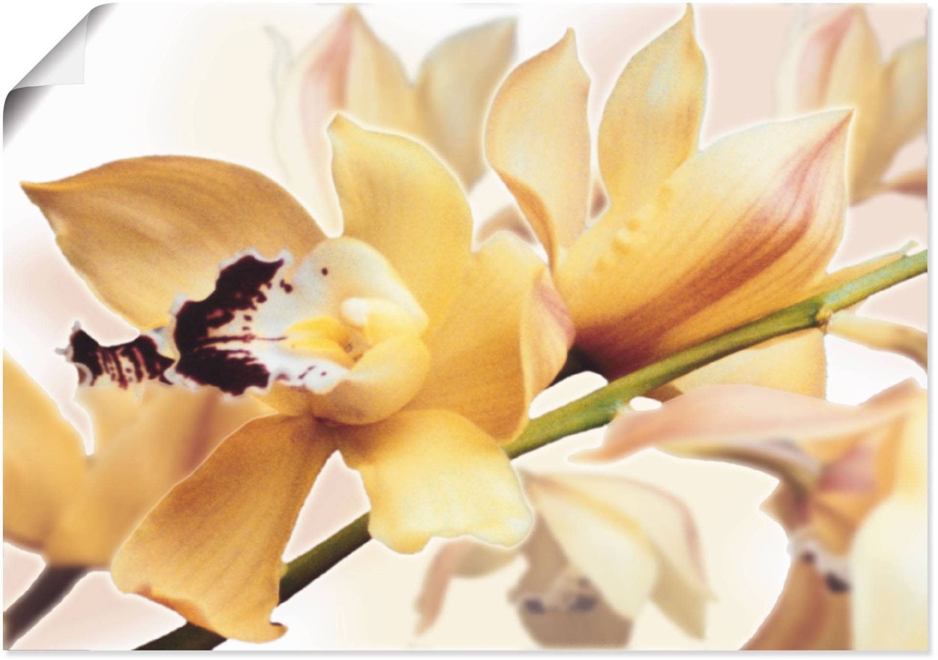 Artland Wandbild "Gelbe Orchidee", Blumenbilder, (1 St.), als Alubild, Outdoorbild, Leinwandbild, Poster in verschied. Größen von Artland
