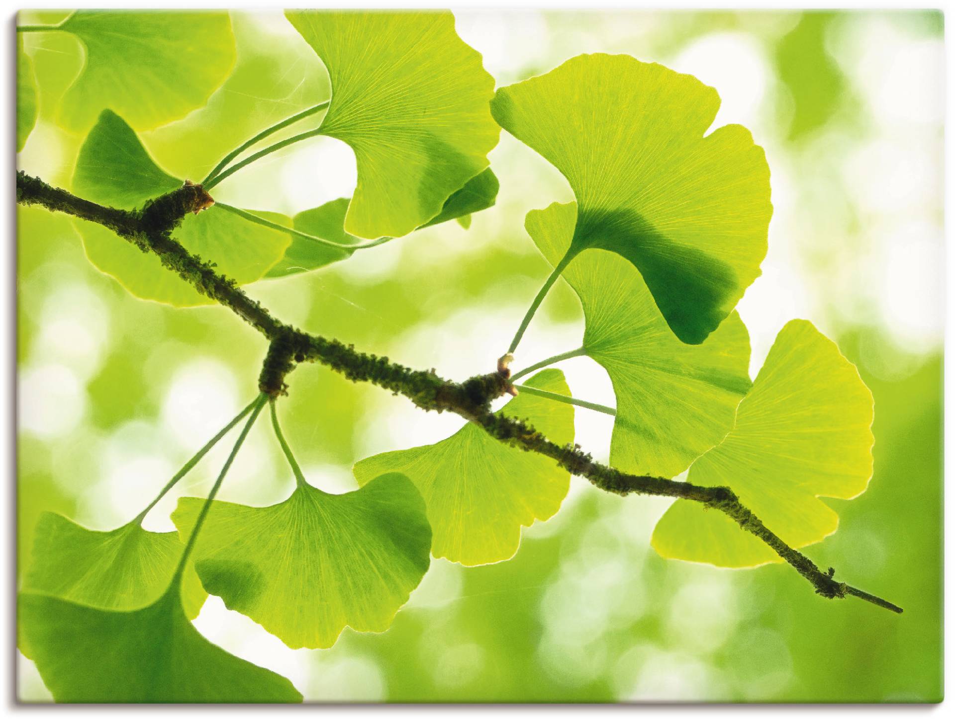 Artland Wandbild "Ginkgo", Blätter, (1 St.), als Leinwandbild, Poster in verschied. Größen von Artland