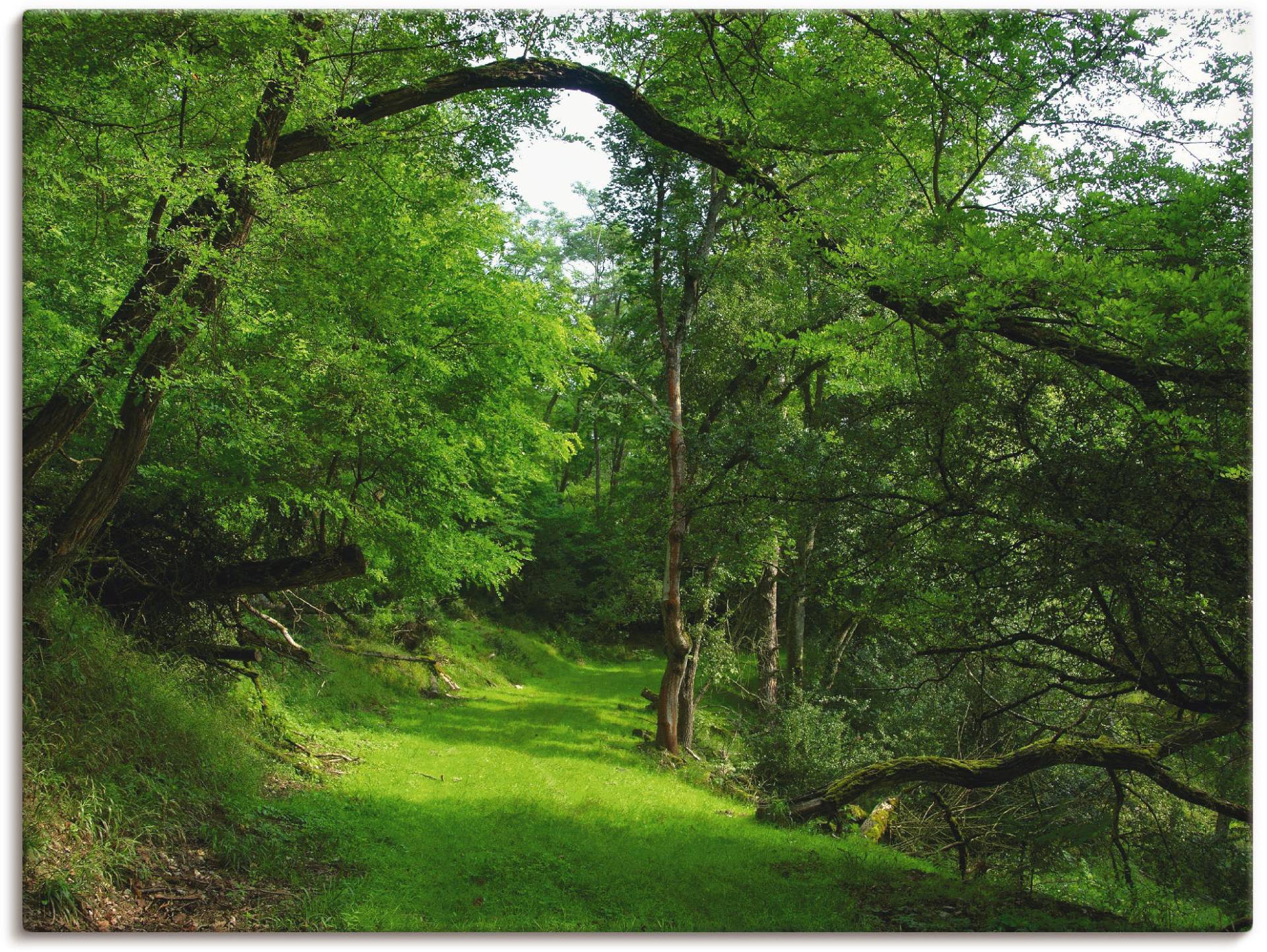 Artland Wandbild "Grüner Weg durch den Wald", Wald, (1 St.), als Leinwandbild, Poster in verschied. Größen von Artland