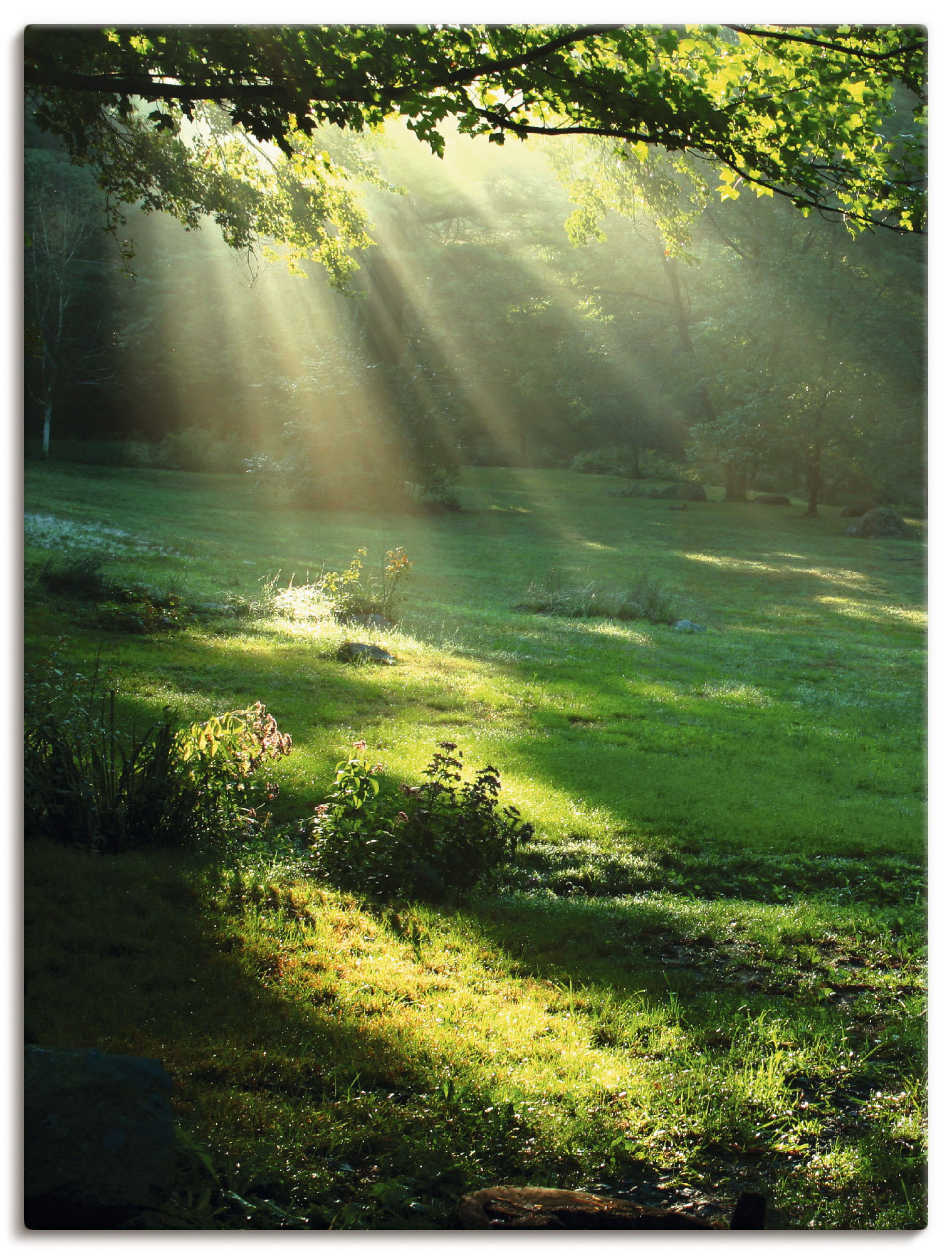 Artland Wandbild "Lichtkegel", Wald, (1 St.), als Alubild, Outdoorbild, Leinwandbild, Poster, Wandaufkleber von Artland