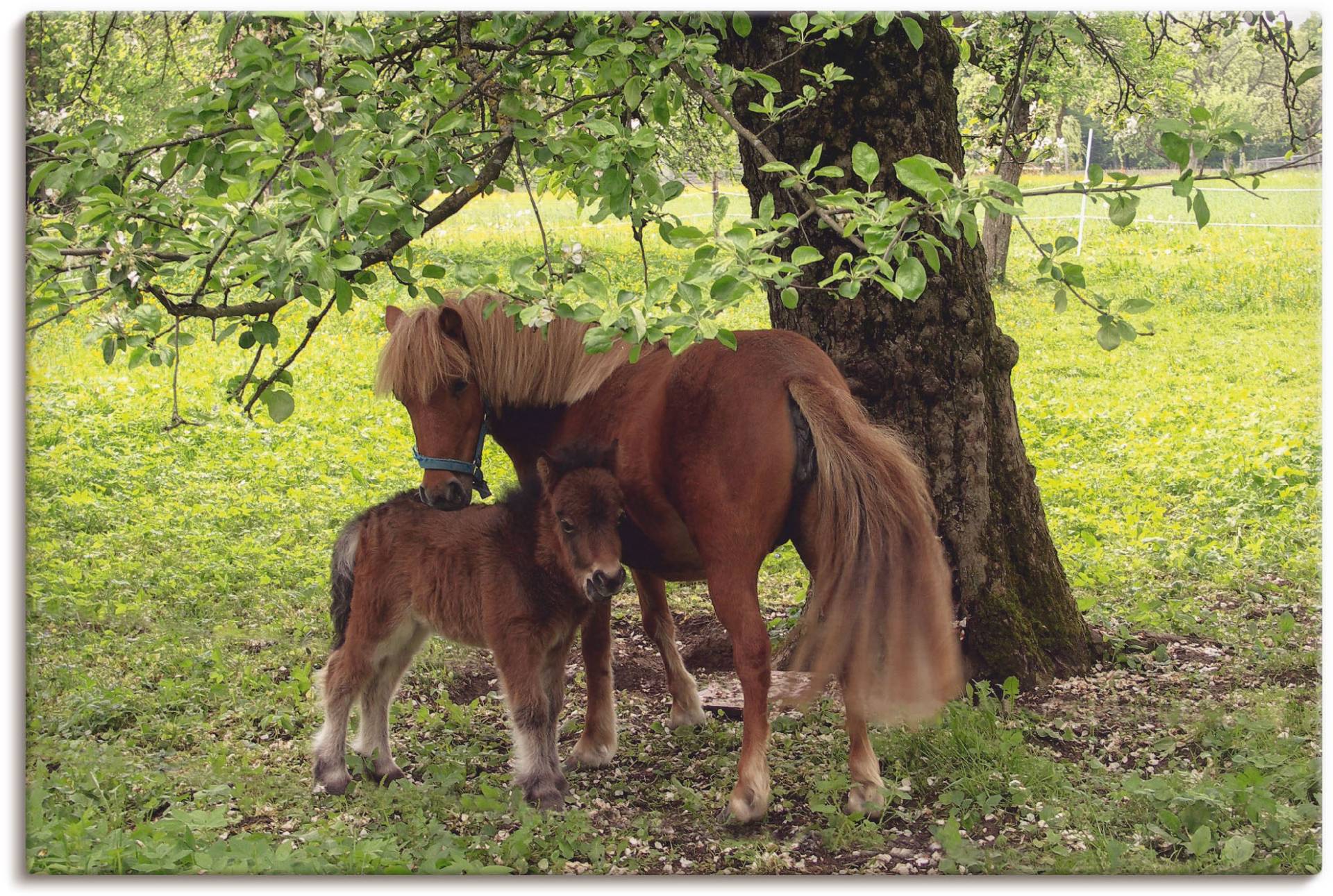 Artland Wandbild "Pony - Mutterglück", Haustiere, (1 St.), als Alubild, Outdoorbild, Leinwandbild, Poster, Wandaufkleber von Artland