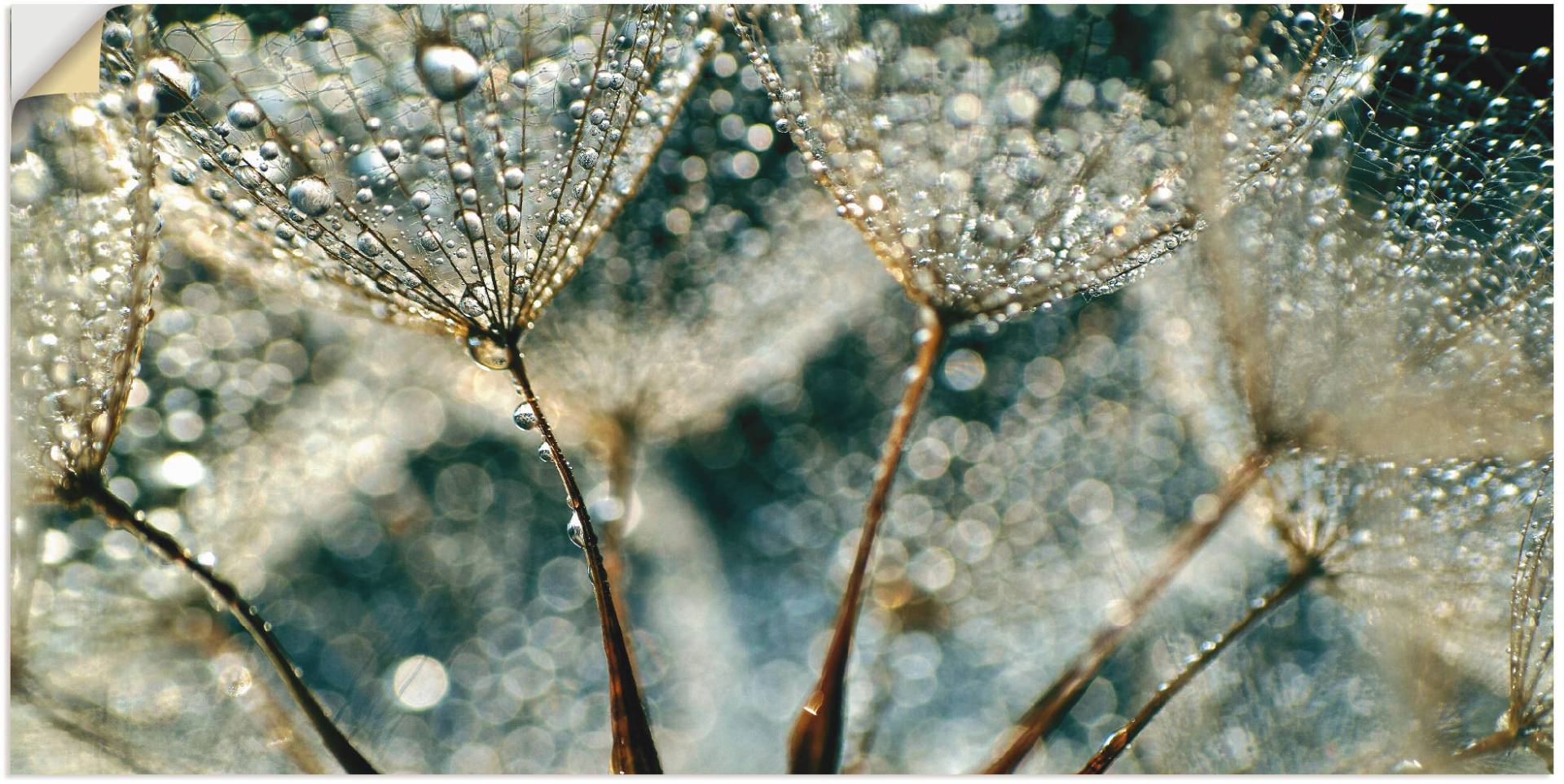 Artland Wandbild "Pusteblume Regenschauer", Blumen, (1 St.), als Alubild, Outdoorbild, Leinwandbild, Poster, Wandaufkleber von Artland