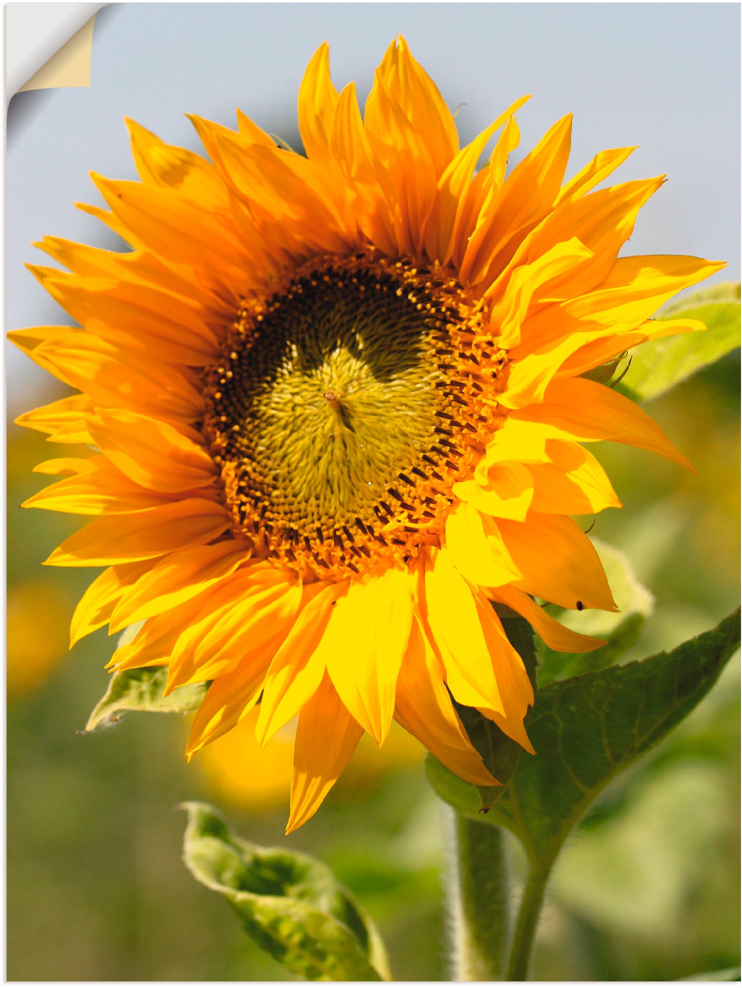 Artland Wandbild "Sonnenblume", Blumen, (1 St.), als Leinwandbild, Poster, Wandaufkleber in verschied. Größen von Artland