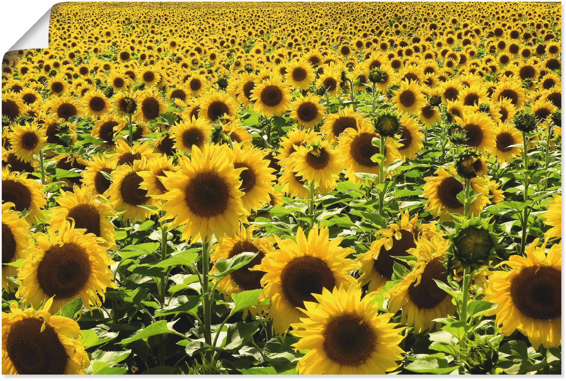 Artland Wandbild "Sonnenblumenfeld", Blumen, (1 St.), als Alubild, Outdoorbild, Leinwandbild, Poster in verschied. Größen von Artland