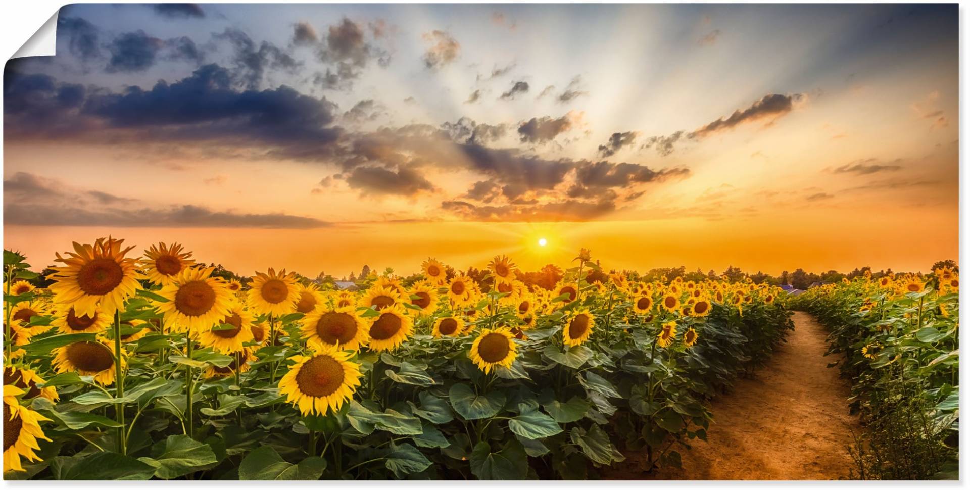 Artland Wandbild "Sonnenblumenfeld bei Sonnenuntergang", Blumenbilder, (1 St.), als Alubild, Outdoorbild, Leinwandbild, Poster in verschied. Größen von Artland