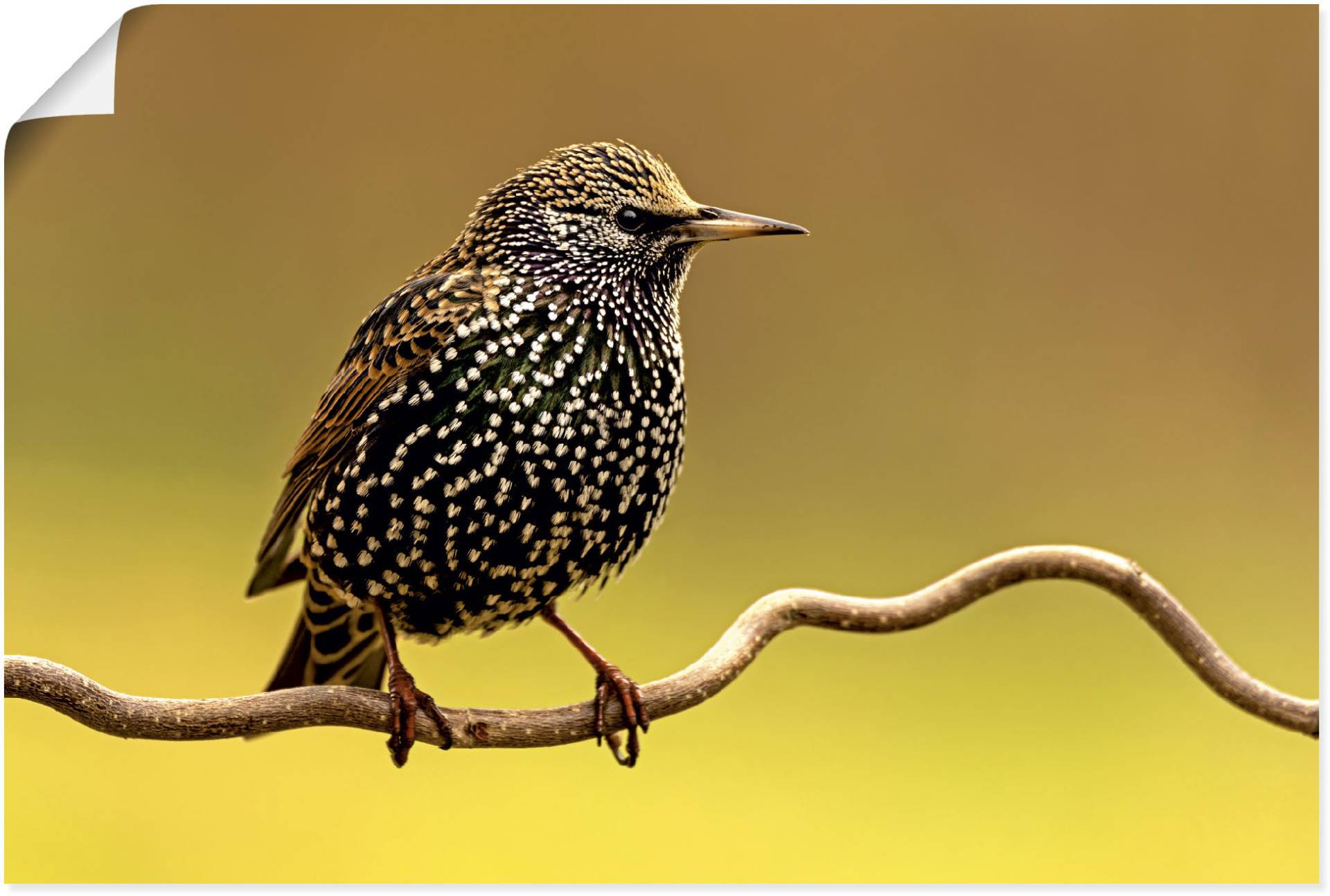 Artland Wandbild "Star", Vogelbilder, (1 St.), als Leinwandbild, Poster in verschied. Größen von Artland