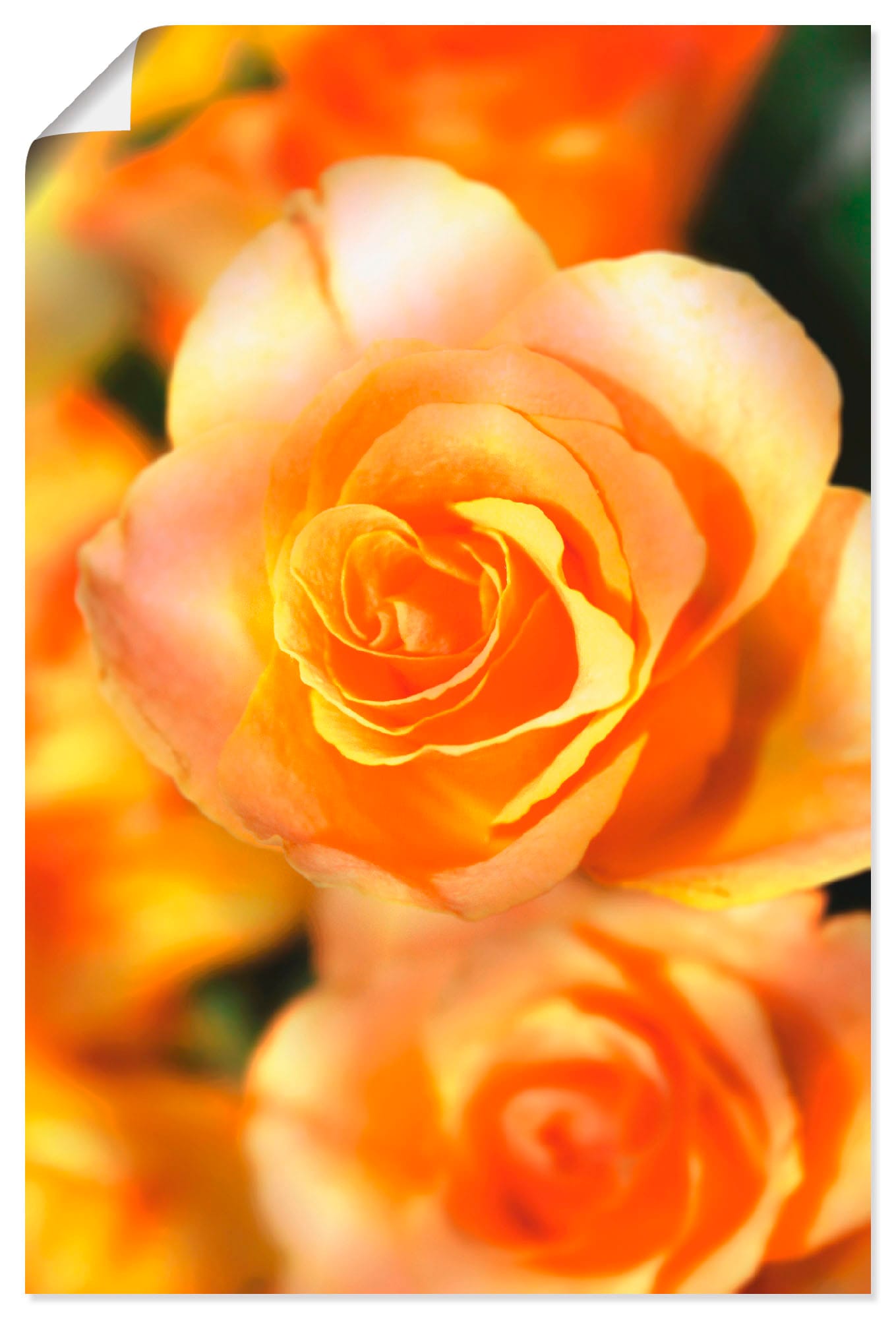 Artland Poster "Strahlende Sommerrosen", Blumen, (1 St.), als Alubild, Leinwandbild, Wandaufkleber oder Poster in versch. Größen von Artland