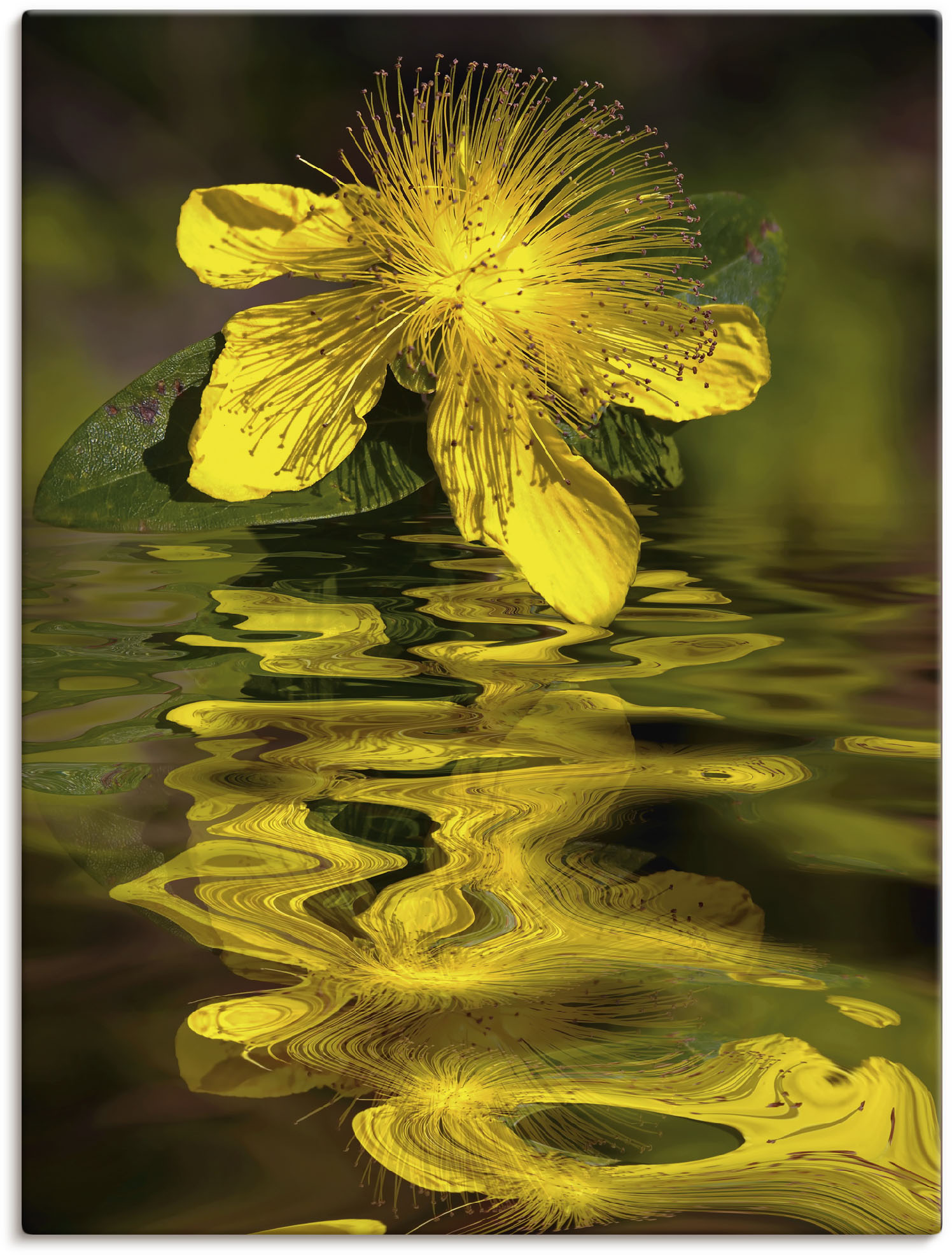 Artland Leinwandbild "Wasserblüte - Johanniskraut", Spa Bilder, (1 St.), auf Keilrahmen gespannt von Artland