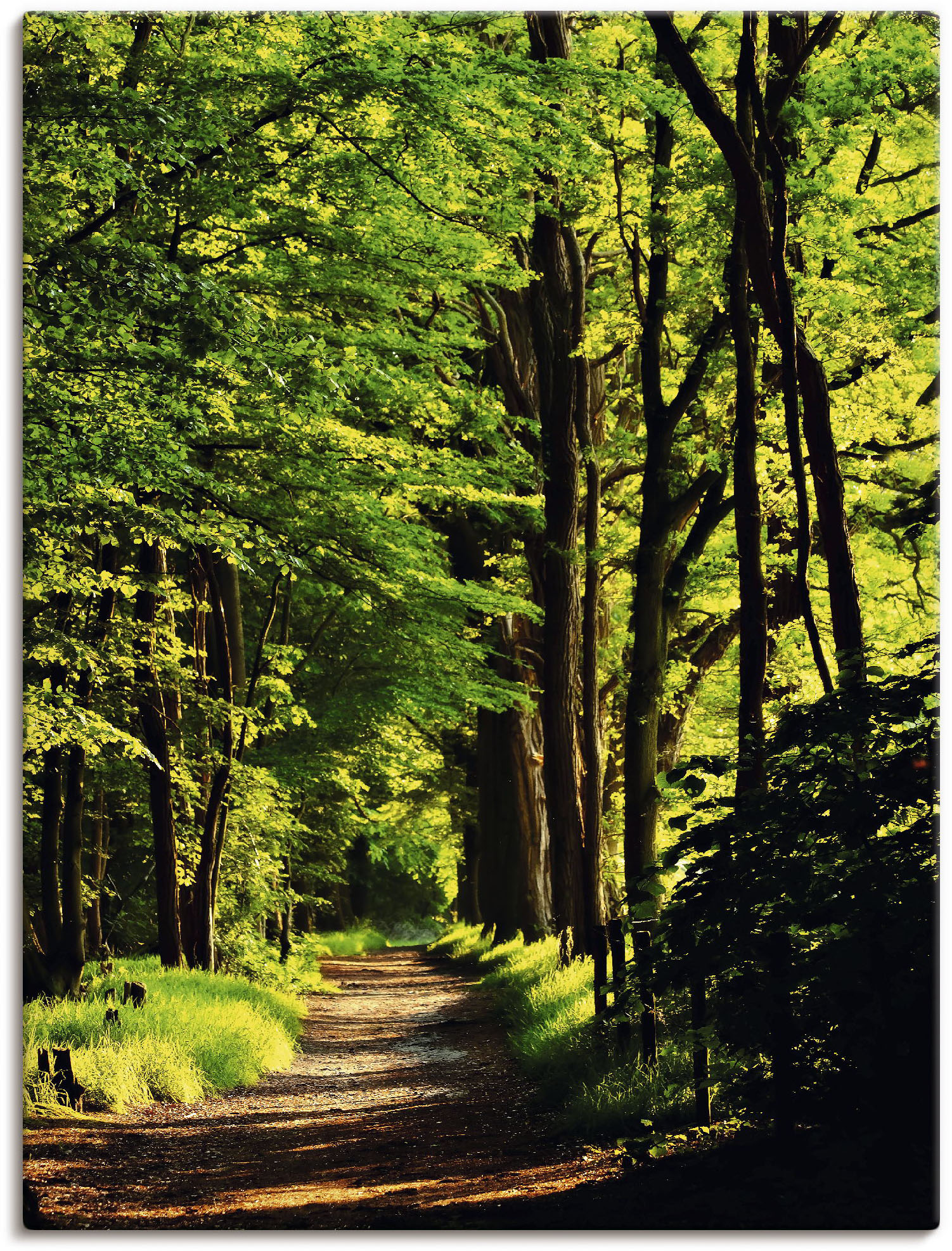 Artland Wandbild "Weg im Wald", Wald, (1 St.), als Alubild, Outdoorbild, Leinwandbild, Poster in verschied. Größen von Artland