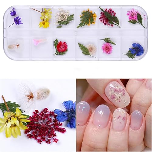 Aublinto DIY Trockenblumen Nagel Dekorationsbox natürliche BlumenNageldekore getrocknetes Blütenblatt Nagel Zubehör für Harz Scrapbooking DIY-Kerze Schmuckanhänger Basteln Kleine Trockenblumen Aublinto DIY Trockenblumen Nagel Dekorationsbox natürliche BlumenNageldekore getrocknetes Blütenblatt Nagel Zubehör für Harz Scrapbooking DIY-Kerze Schmuckanhänger Basteln Kleine Trockenblumen von Aublinto