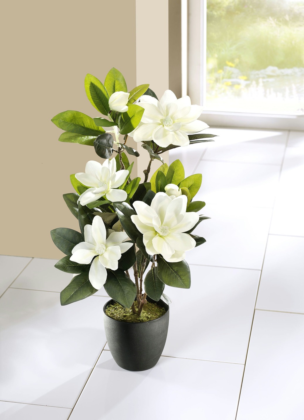 Magnolien im Topf, Grün-Weiss Magnolien im Topf, Grün-Weiss von BADER