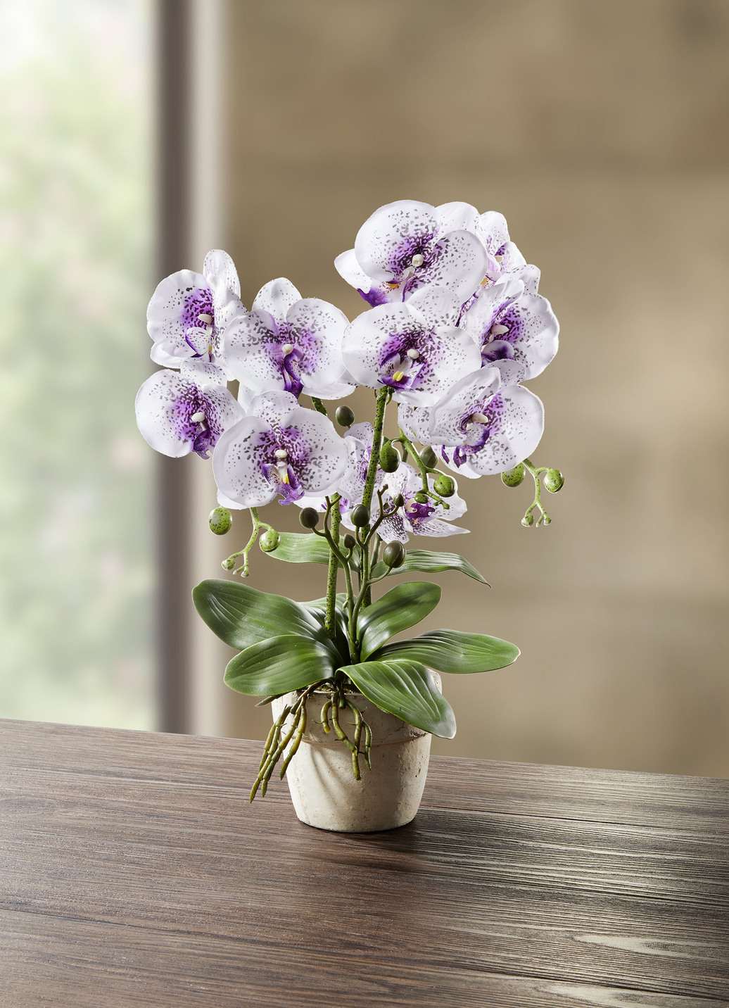 Orchidee im Topf, Weiss-Lila Orchidee im Topf, Weiss-Lila von BADER