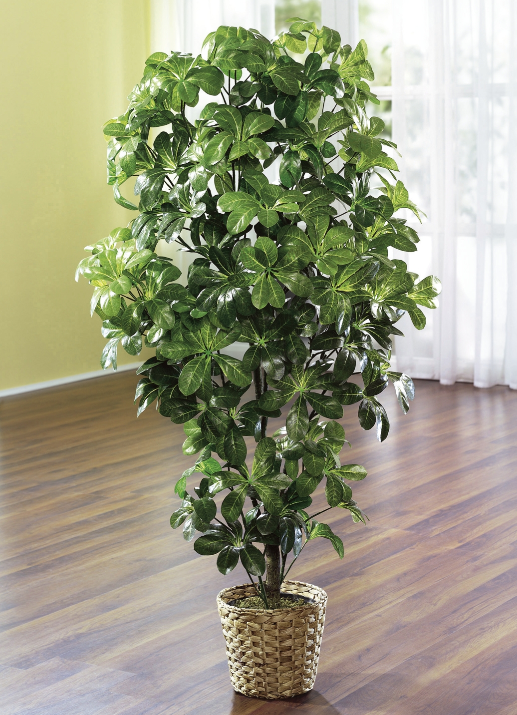Schefflera im Topf, Schefflera im Topf, von BADER