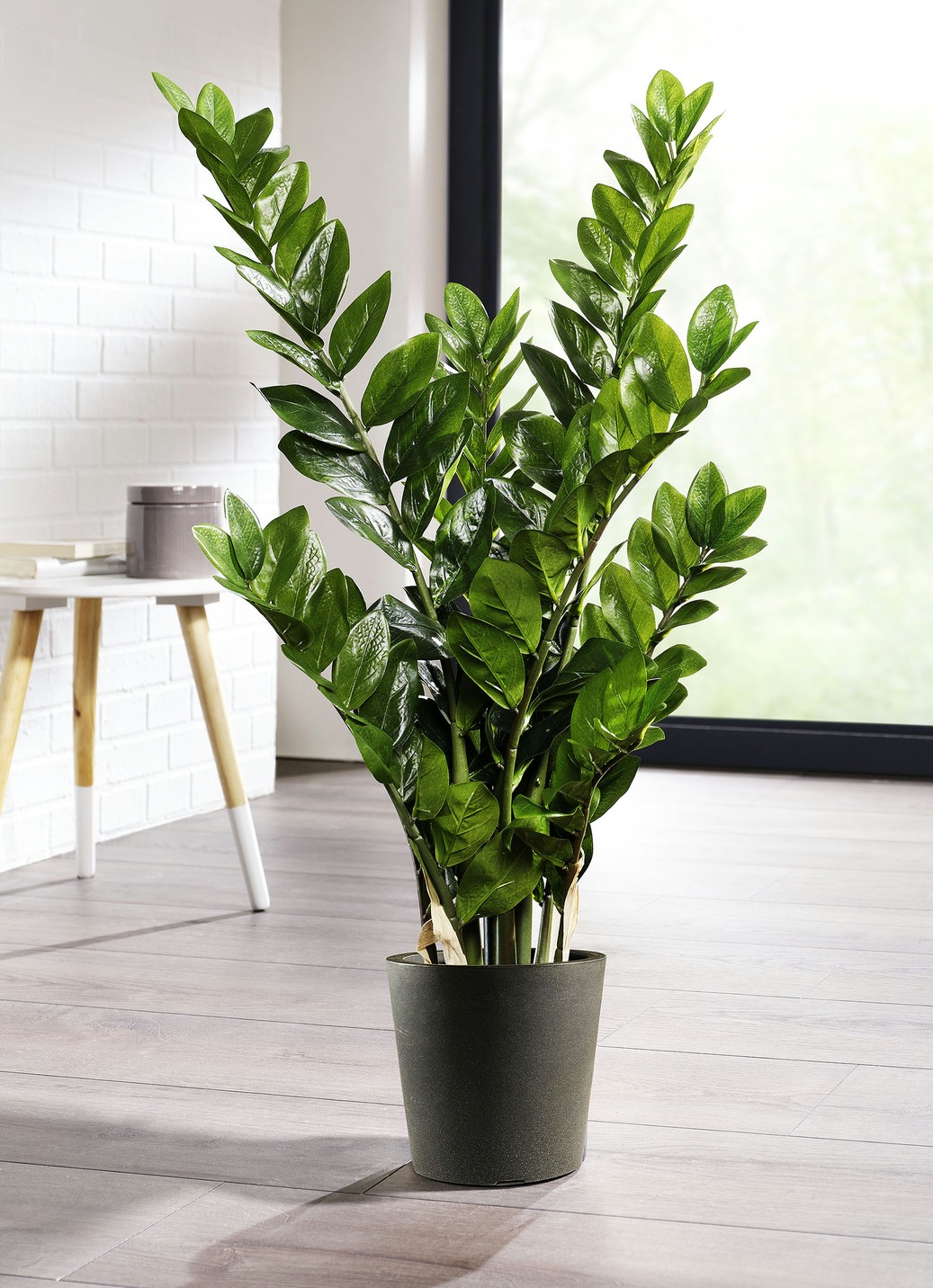 Zamifolia im Topf, Grün Zamifolia im Topf, Grün von BADER