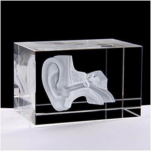 Anatomisches 3D-Ohr-Modell aus Kristall – Anatomisches Modell menschlicher Organe von FFFHYIZH