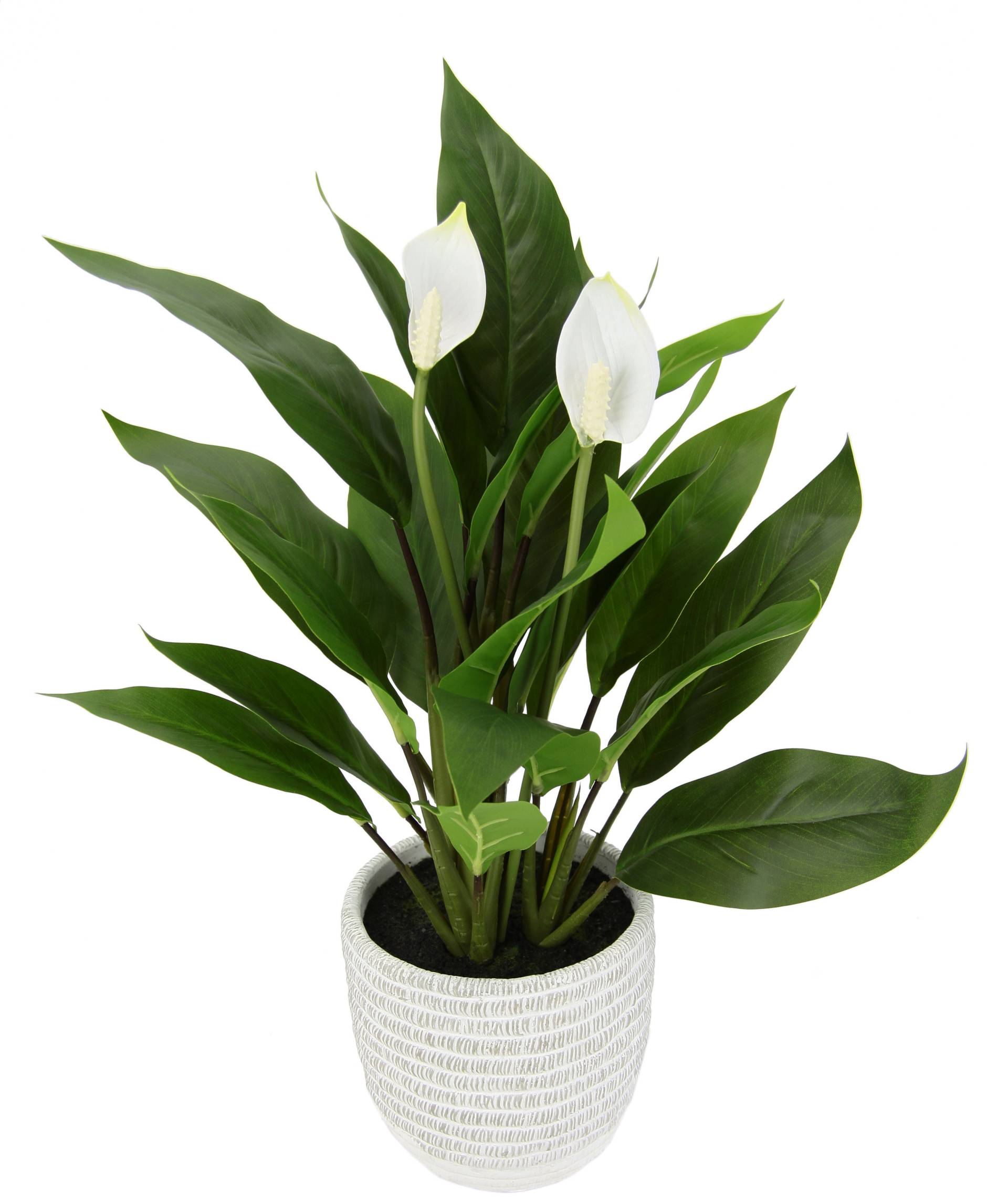 I.GE.A. Kunstpflanze "Spathiphyllum", im Topf Anthurie Calla Flamingoblume exotische Pflanze weiße Blüten von I.Ge.A.