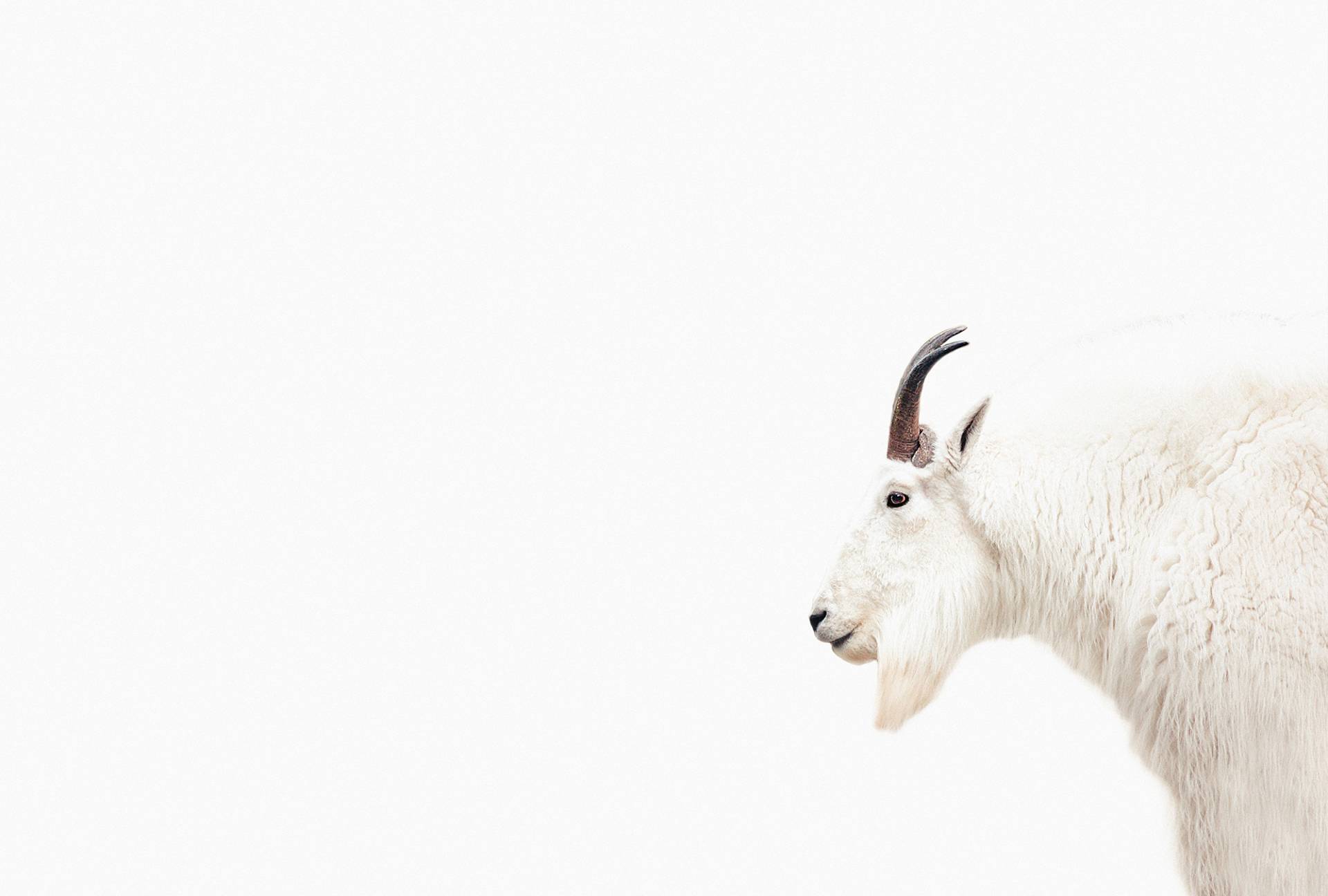 living walls Fototapete "ARTist Mountain Goat", Vlies, Wand, Schräge living walls Fototapete "ARTist Mountain Goat", Vlies, Wand, Schräge von Living Walls