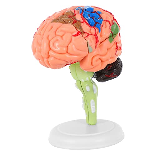 Mobestech Puzzle-Spielzeug 2 Stück Biologie Größe Schaufensterpuppe Forschungszubehör Modell Anzeige Zerebrovaskuläres Leben Lehre Kranial Menschlich Pädagogisch Präzise Lernspielzeug von Mobestech