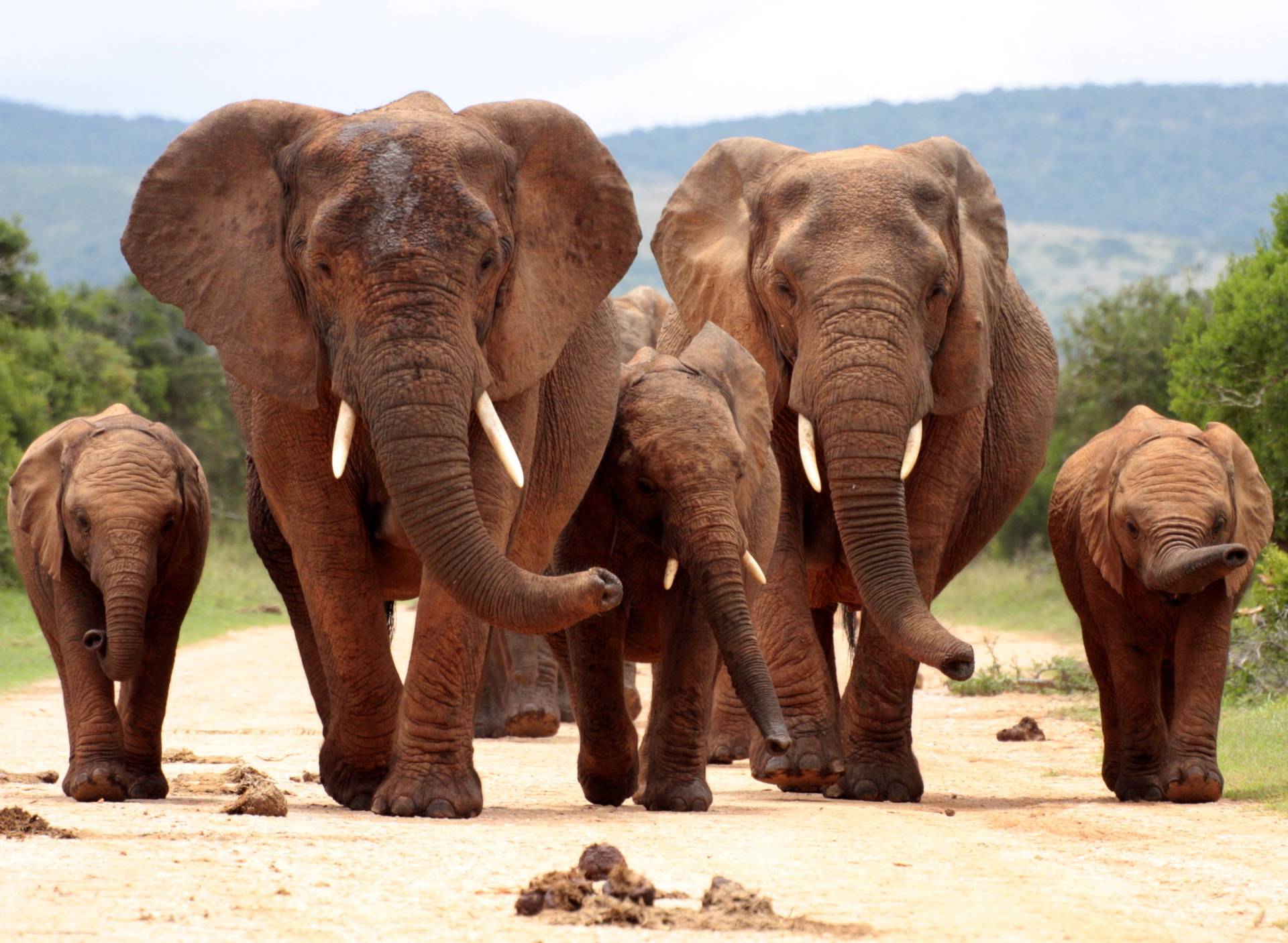 Papermoon Fototapete "African Elephant Herd" von Papermoon