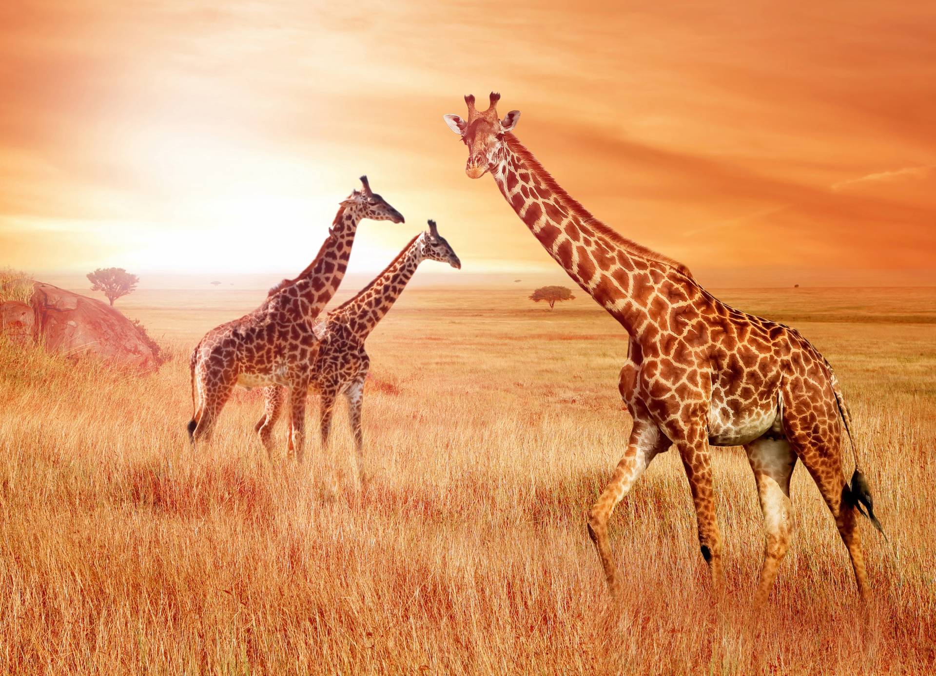 Papermoon Fototapete "African Giraffes" Papermoon Fototapete "African Giraffes" von Papermoon
