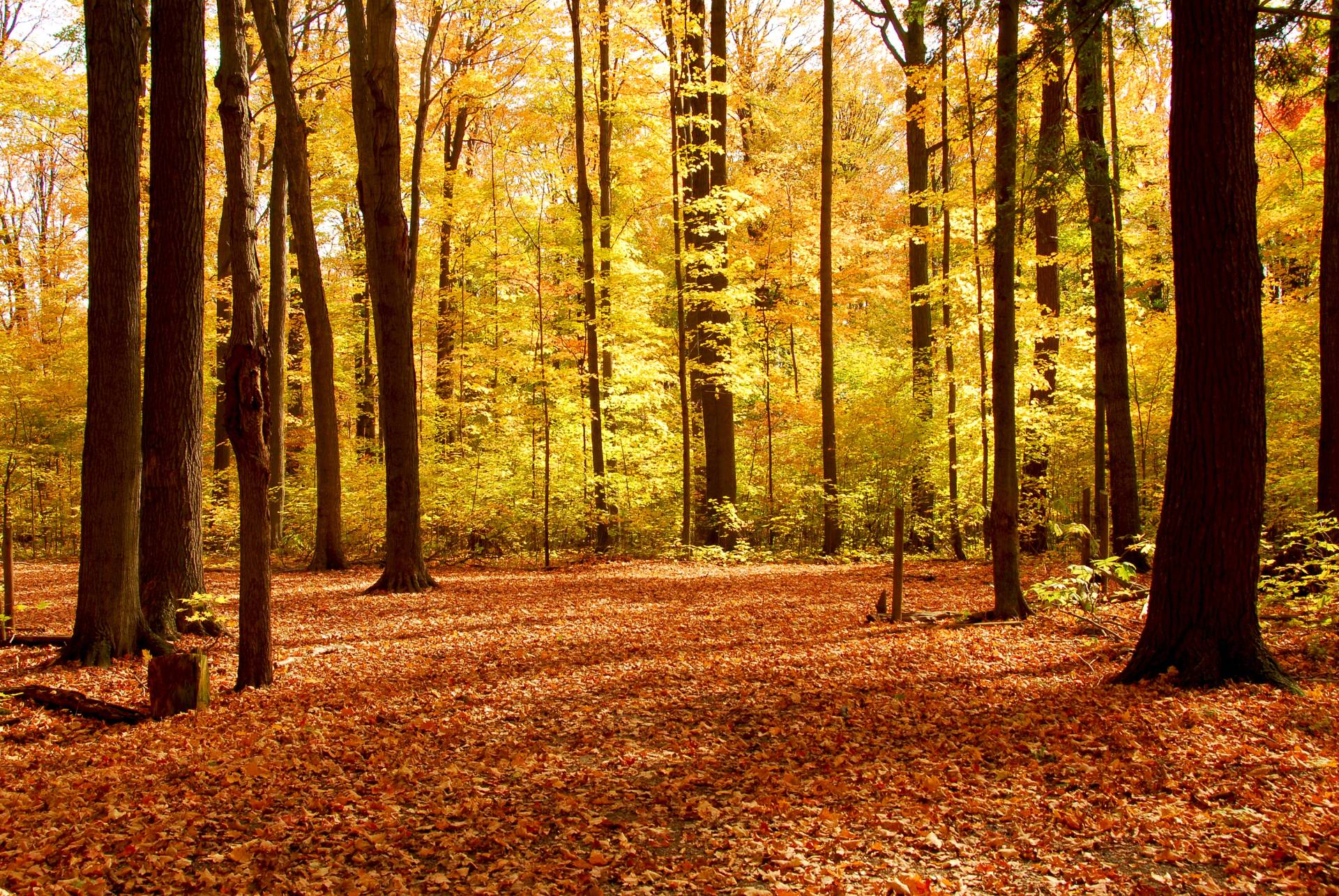 Papermoon Fototapete "Autumn Forest" von Papermoon