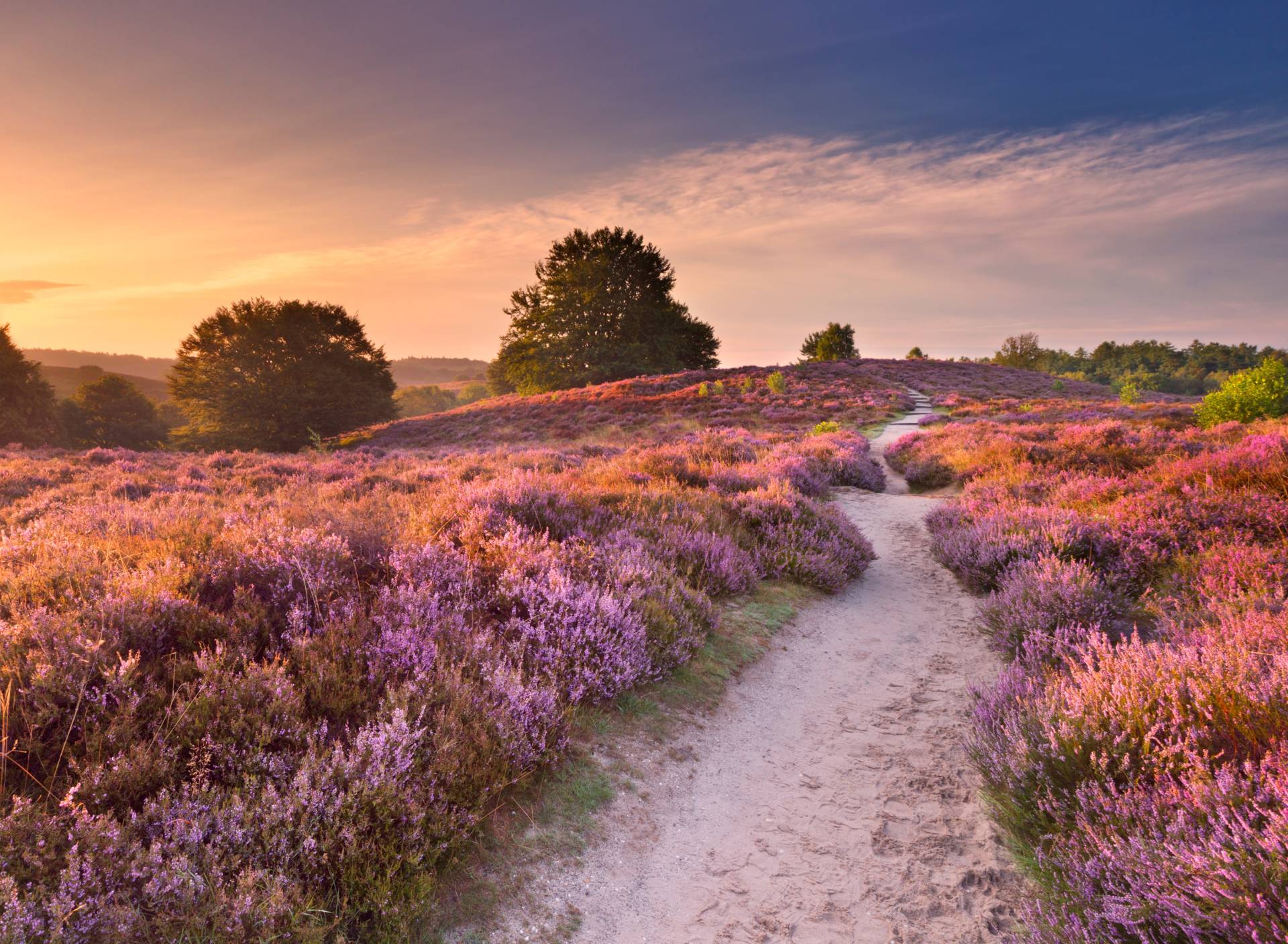 Papermoon Fototapete "Blooming Heather at Sunrise" Papermoon Fototapete "Blooming Heather at Sunrise" von Papermoon