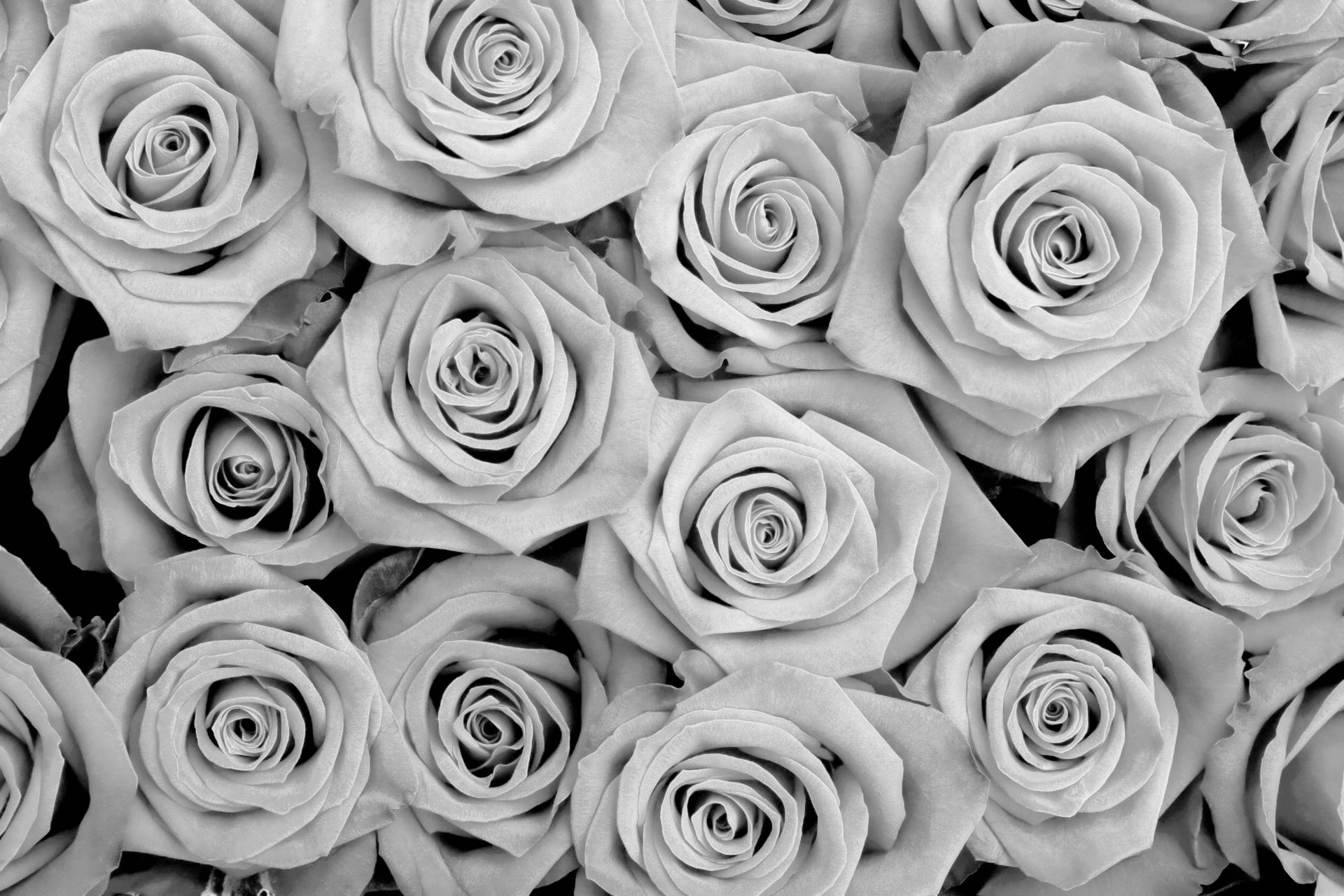 Papermoon Fototapete "Blumen Schwarz & Weiß" Papermoon Fototapete "Blumen Schwarz & Weiß" von Papermoon