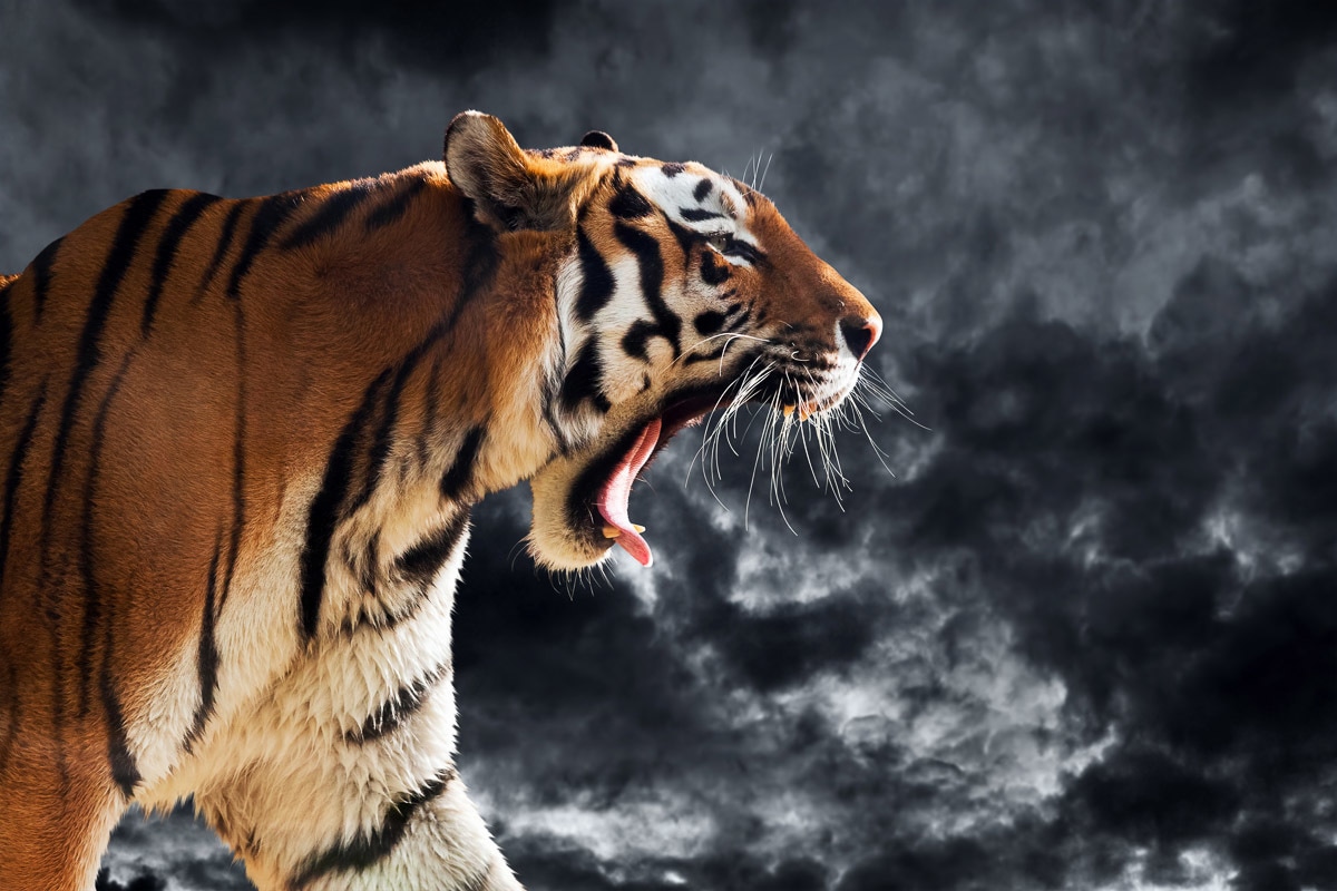 Papermoon Fototapete "Brüllender wilder Tiger" von Papermoon