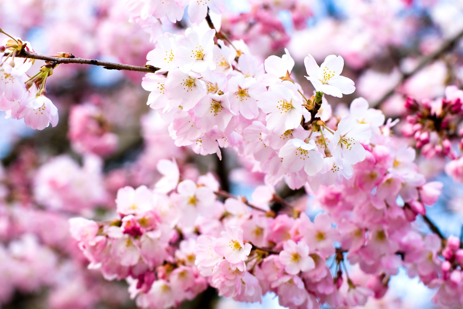 Papermoon Fototapete "Cherry Blossoms" von Papermoon