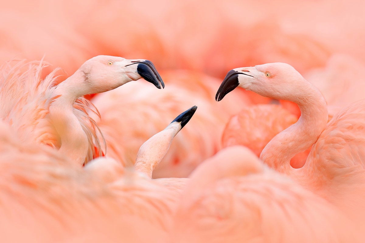 Papermoon Fototapete "Flamingos" von Papermoon