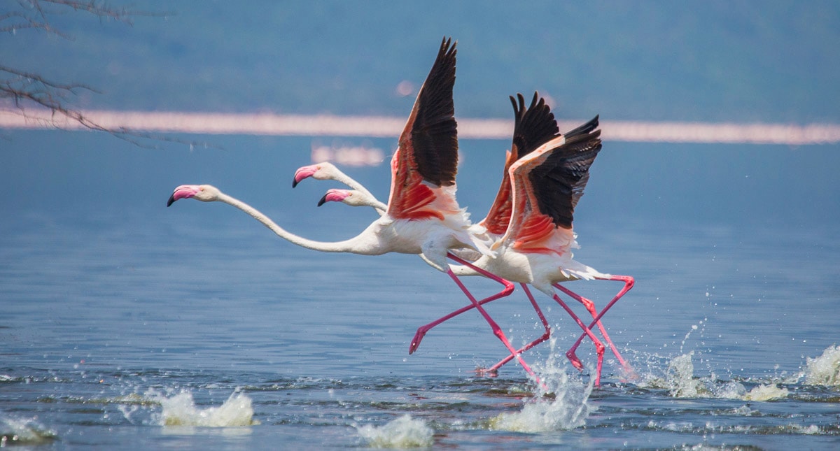 Papermoon Fototapete "Flamingos heben ab" Papermoon Fototapete "Flamingos heben ab" von Papermoon