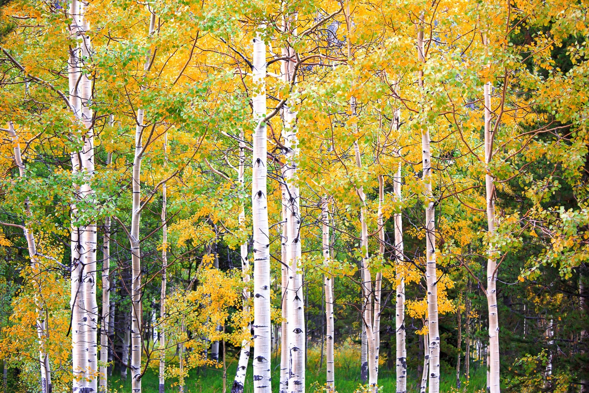 Papermoon Fototapete "Herbst Birkenwald" von Papermoon