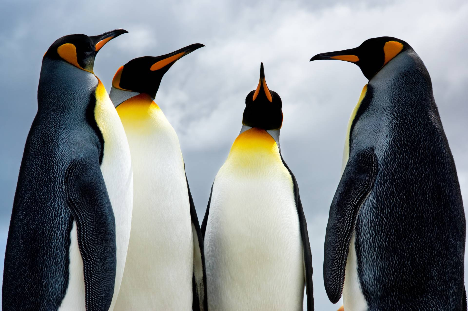 Papermoon Fototapete "King Pinguins" von Papermoon