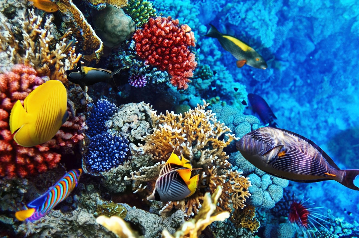 Papermoon Fototapete "Korallen Rotes Meer" von Papermoon