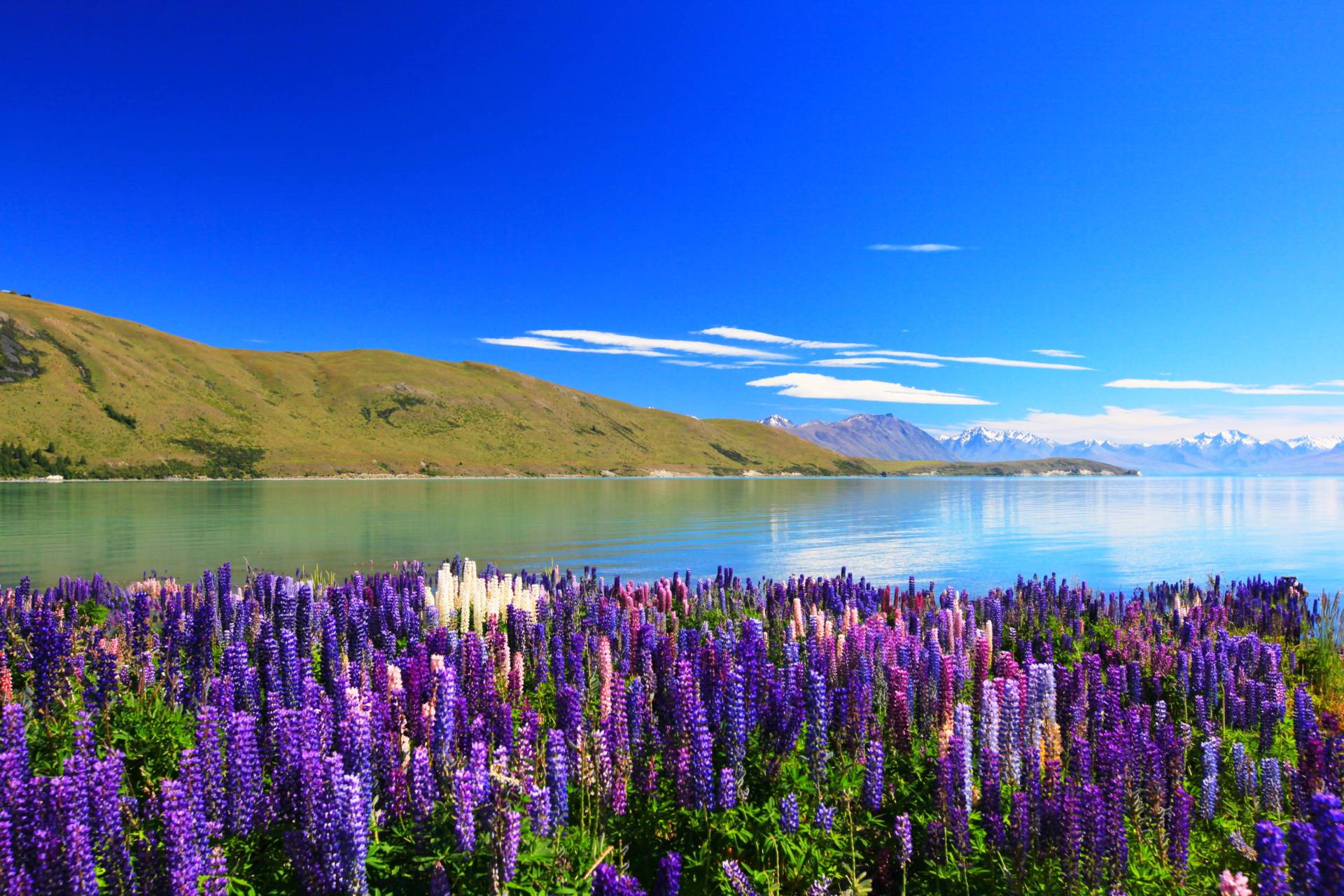 Papermoon Fototapete "Lupines Lake Tekapo" von Papermoon