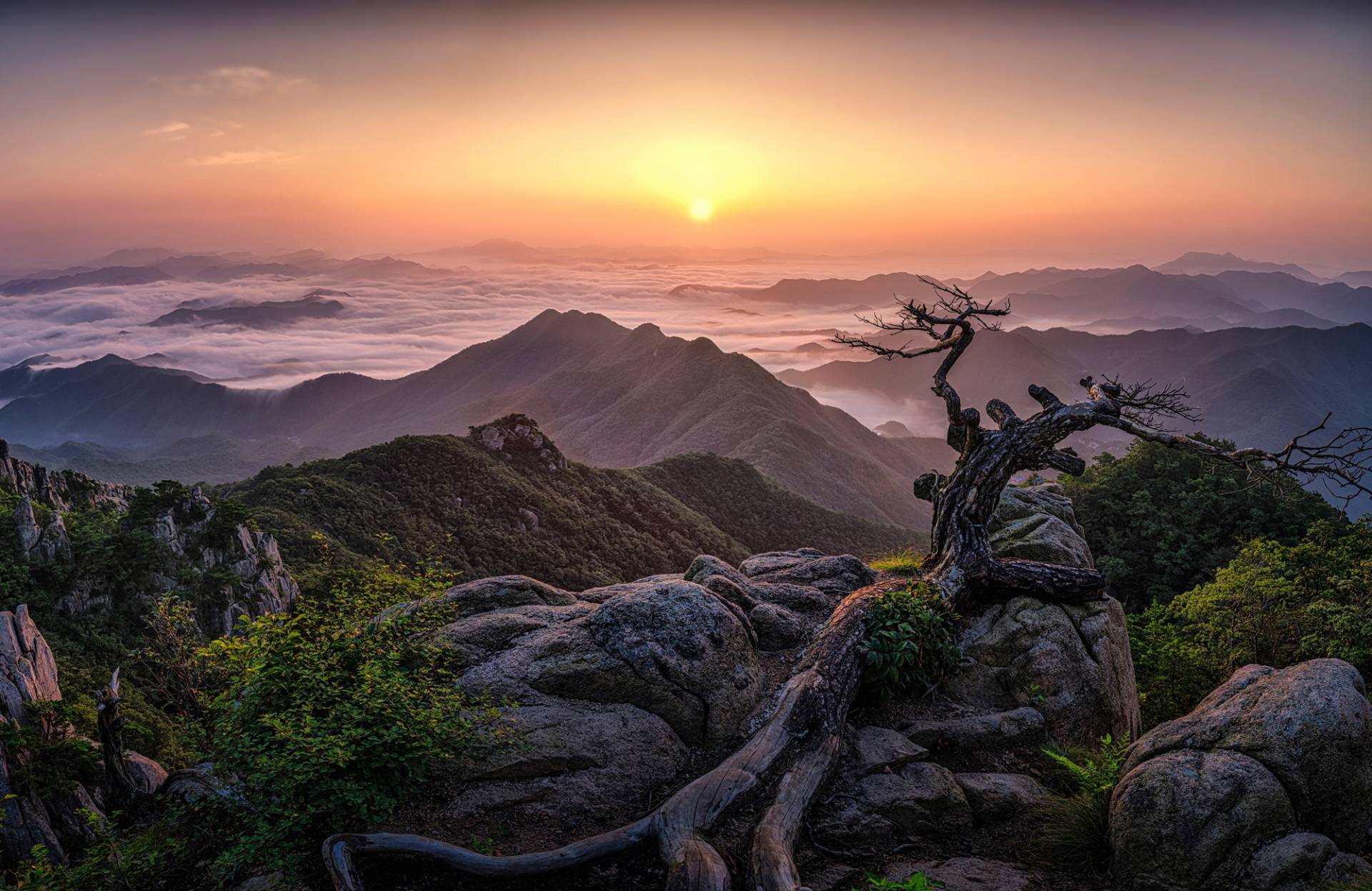 Papermoon Fototapete "Photo-Art TIGER SEO, SONNENAUFGANG AUF DER SPITZE" Papermoon Fototapete "Photo-Art TIGER SEO, SONNENAUFGANG AUF DER SPITZE" von Papermoon