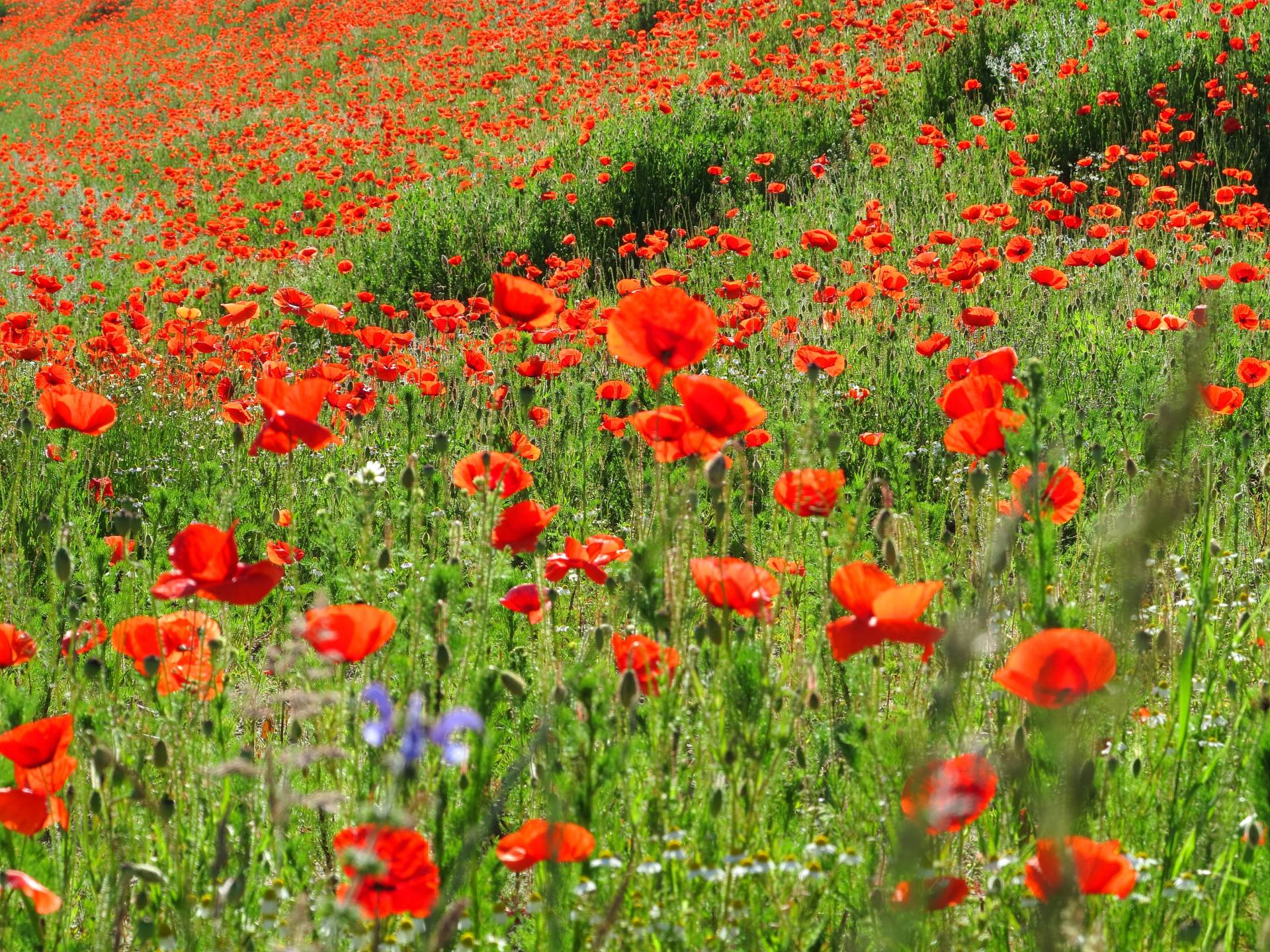 Papermoon Fototapete "Red Poppa Field" von Papermoon