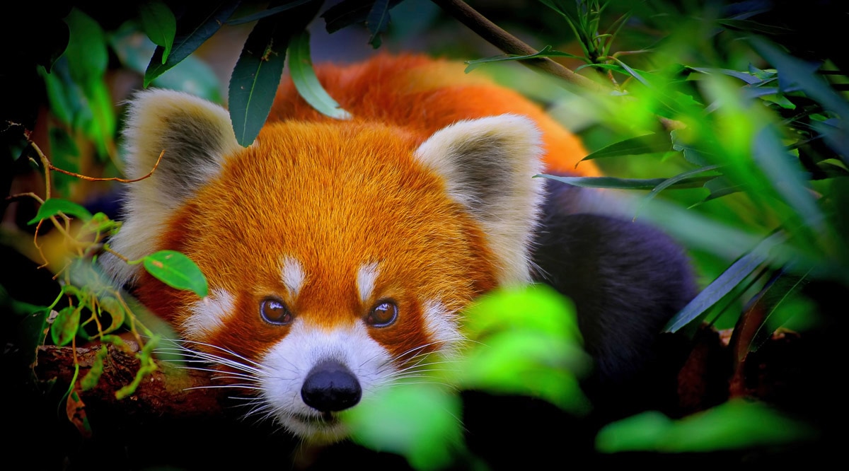 Papermoon Fototapete "Rotes Panda-Porträt" von Papermoon