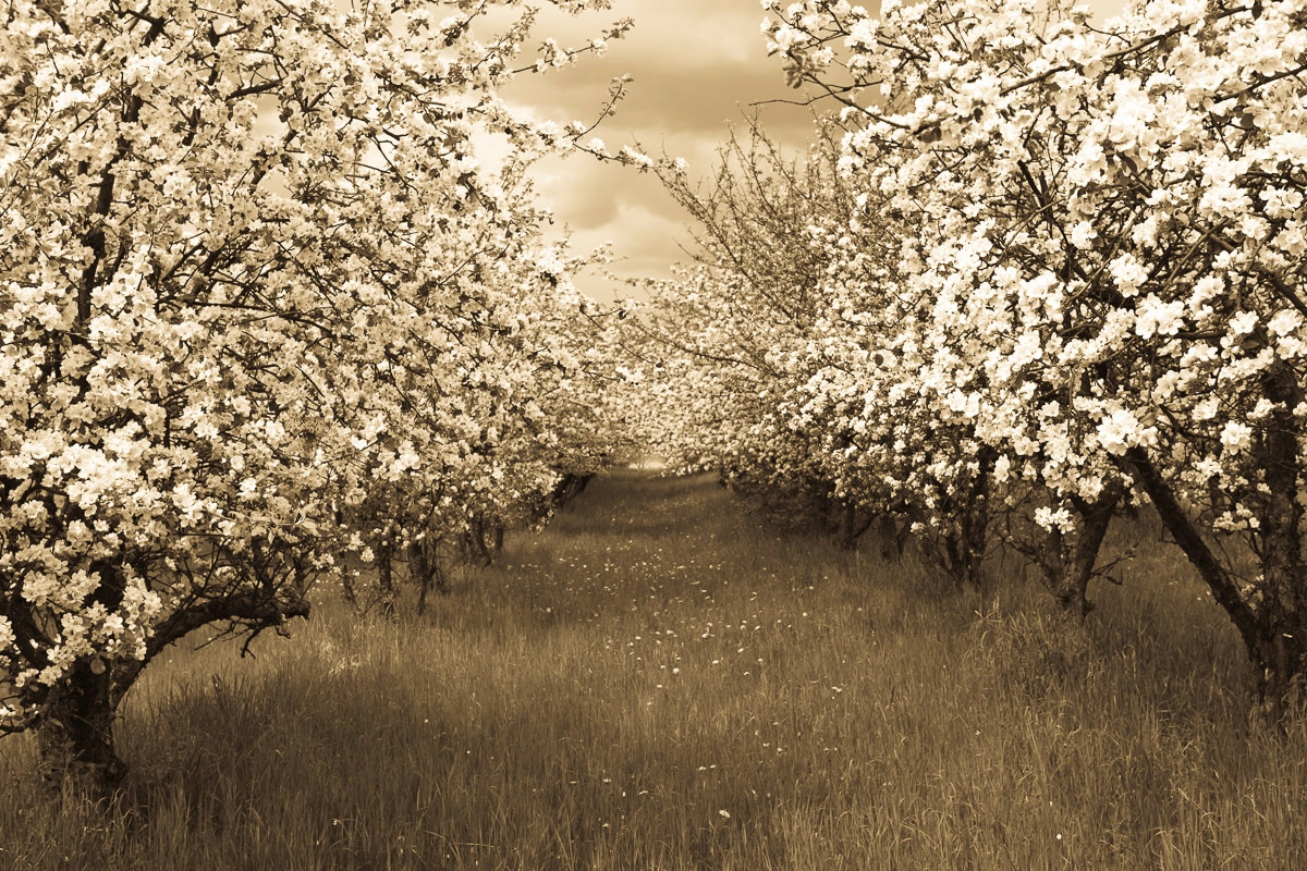 Papermoon Fototapete "Sepia Frühlingsobstgarten" Papermoon Fototapete "Sepia Frühlingsobstgarten" von Papermoon
