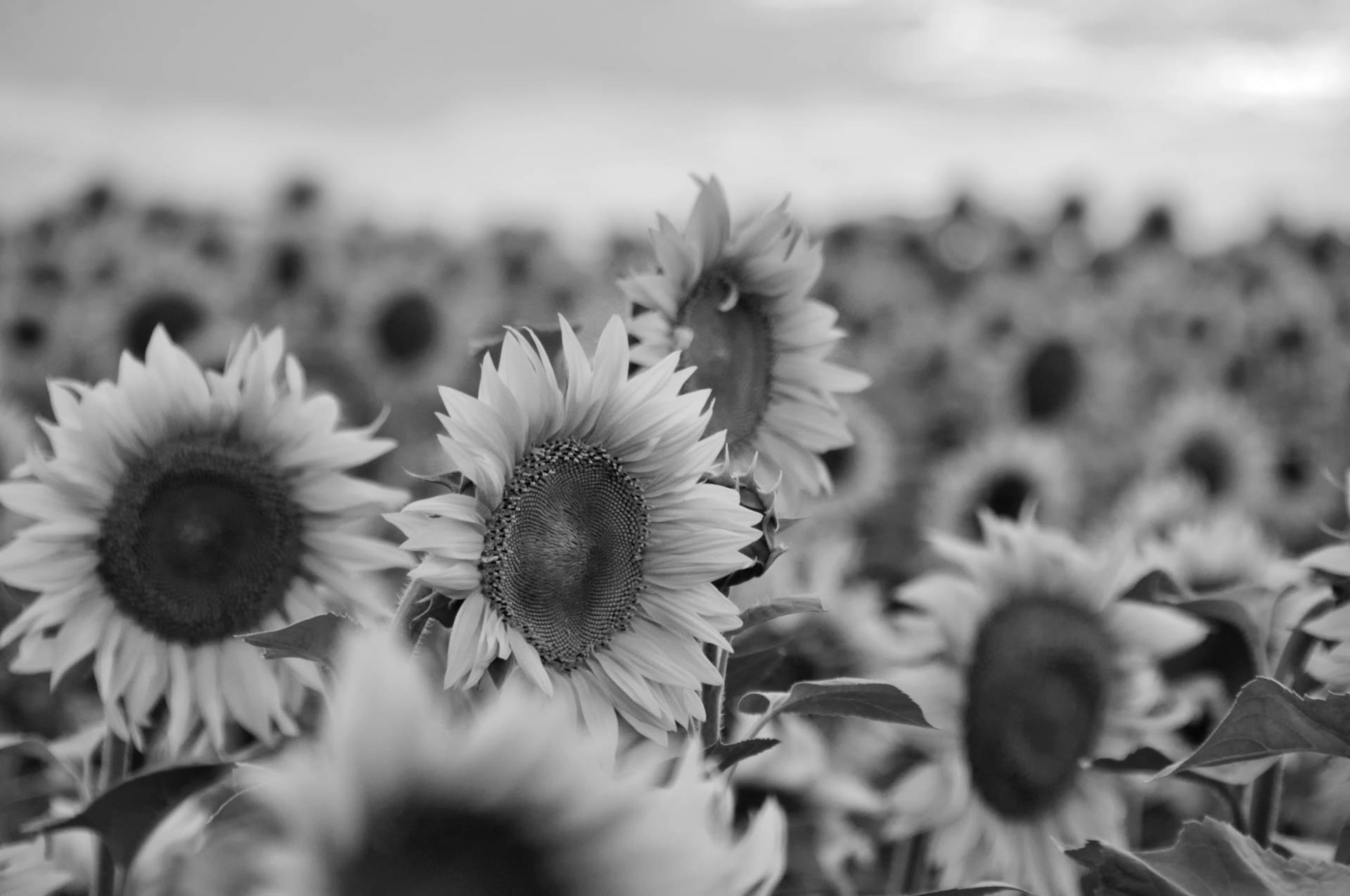 Papermoon Fototapete "Sonnenblumen Schwarz & Weiß" von Papermoon