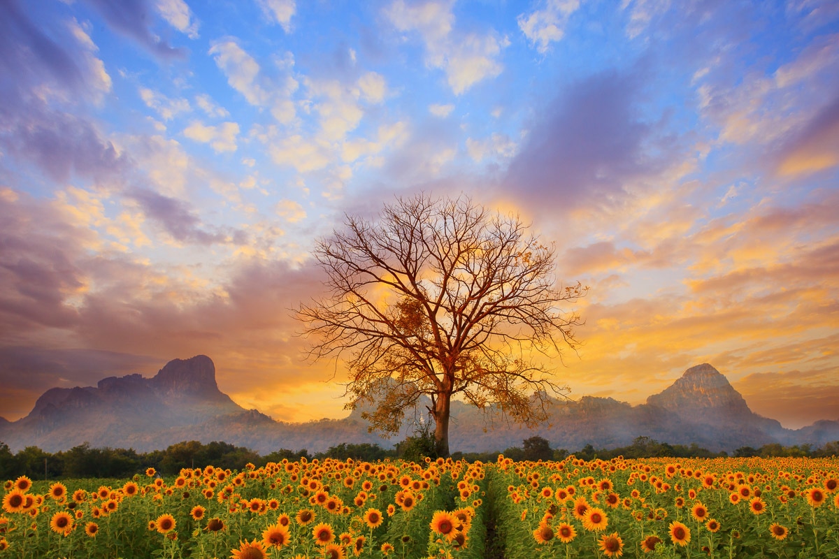 Papermoon Fototapete "Sonnenblumenlandschaft" Papermoon Fototapete "Sonnenblumenlandschaft" von Papermoon