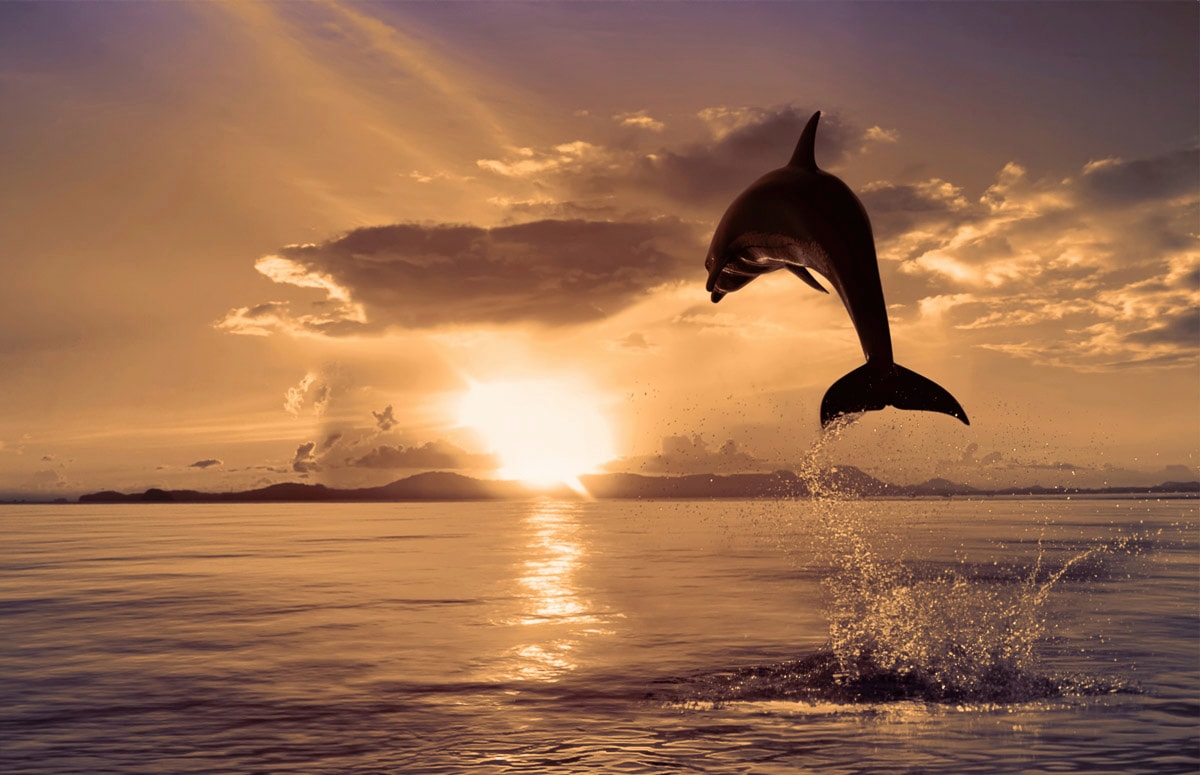 Papermoon Fototapete "Springender Delphin" von Papermoon