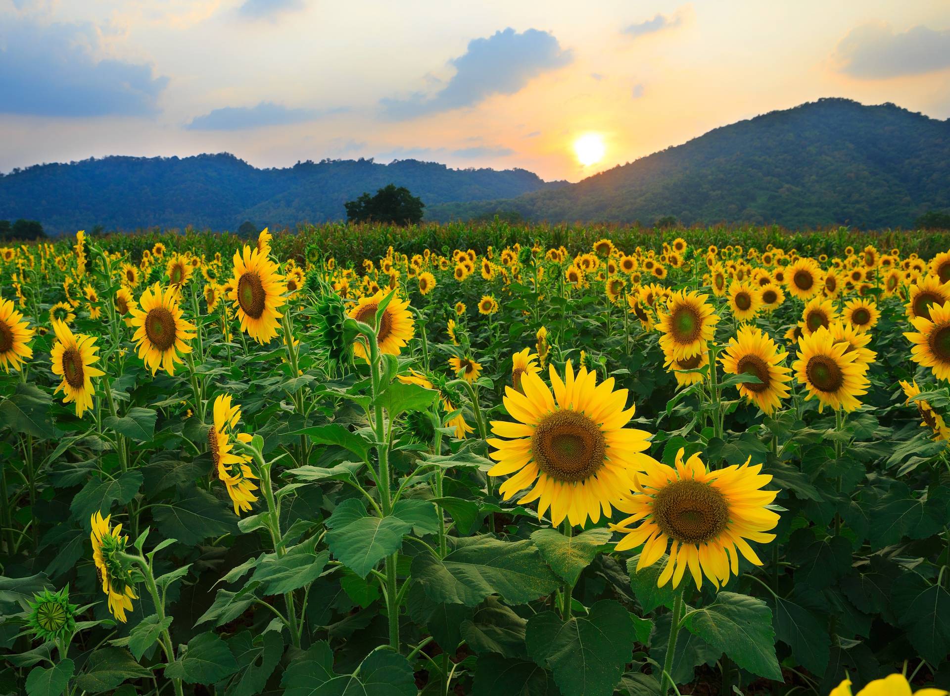 Papermoon Fototapete "Sunflower Field" von Papermoon