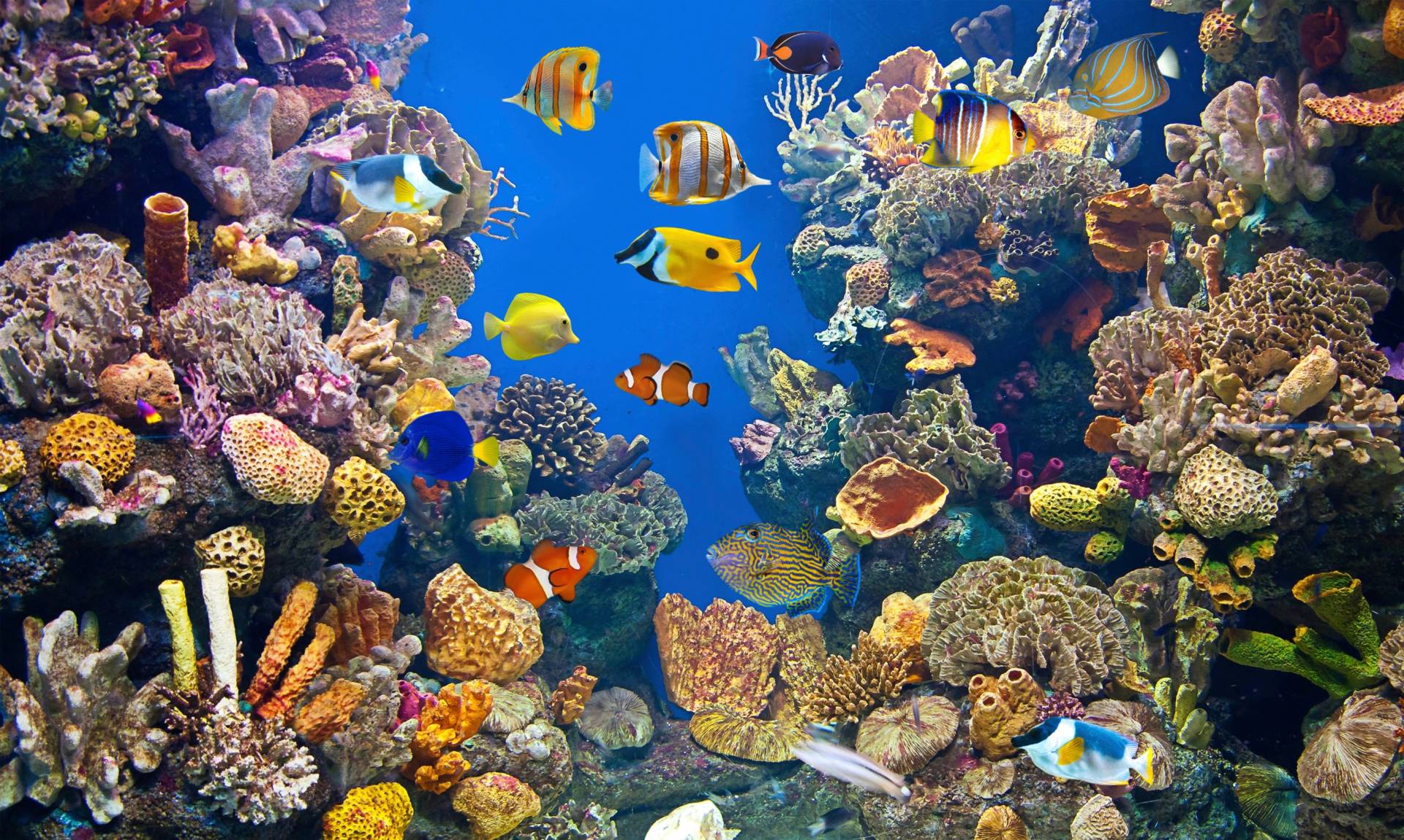 Papermoon Fototapete "UNTERWASSER-WELT-FISCHE KORALLE SEE MEER TIERE OZEAN" Papermoon Fototapete "UNTERWASSER-WELT-FISCHE KORALLE SEE MEER TIERE OZEAN" von Papermoon