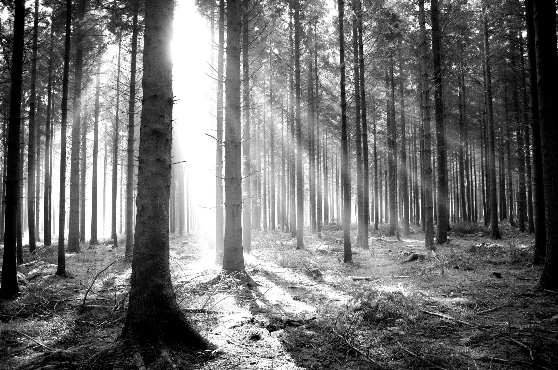 Papermoon Fototapete "Wald Schwarz & Weiß" von Papermoon
